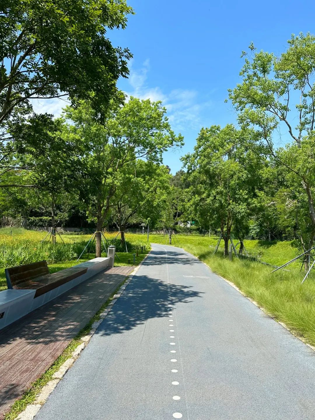 Xili Lake Greenway, The most worthwhile short greenway in summer