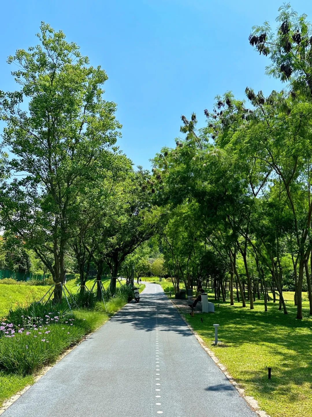 Xili Lake Greenway, The most worthwhile short greenway in summer