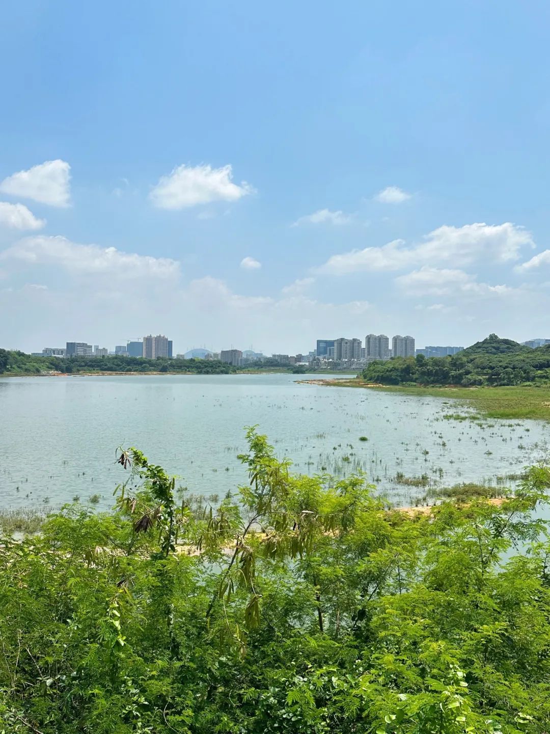 the Shenzhen version of the small West Lake - Lixin Lake Greenway