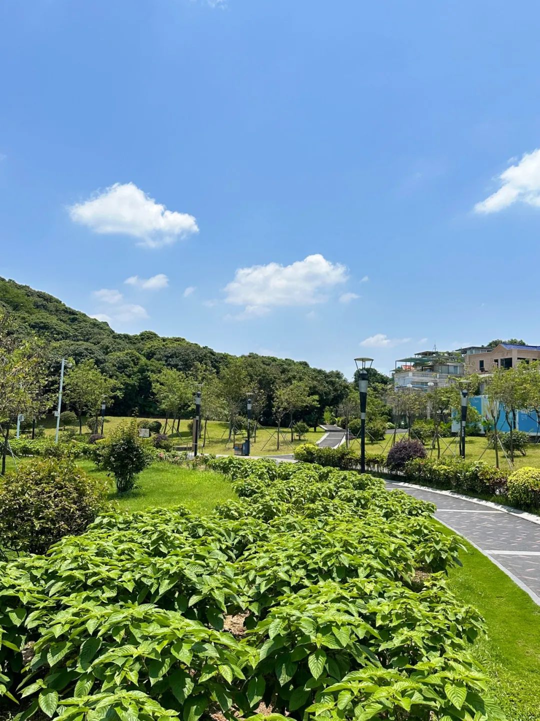 the Shenzhen version of the small West Lake - Lixin Lake Greenway