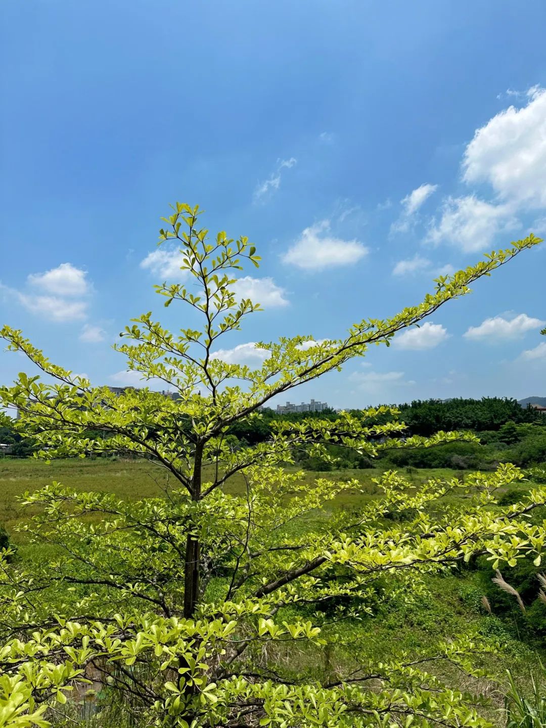 the Shenzhen version of the small West Lake - Lixin Lake Greenway