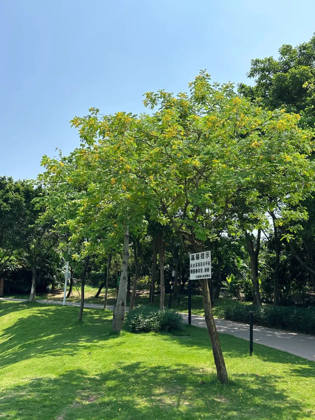 the Shenzhen version of the small West Lake - Lixin Lake Greenway