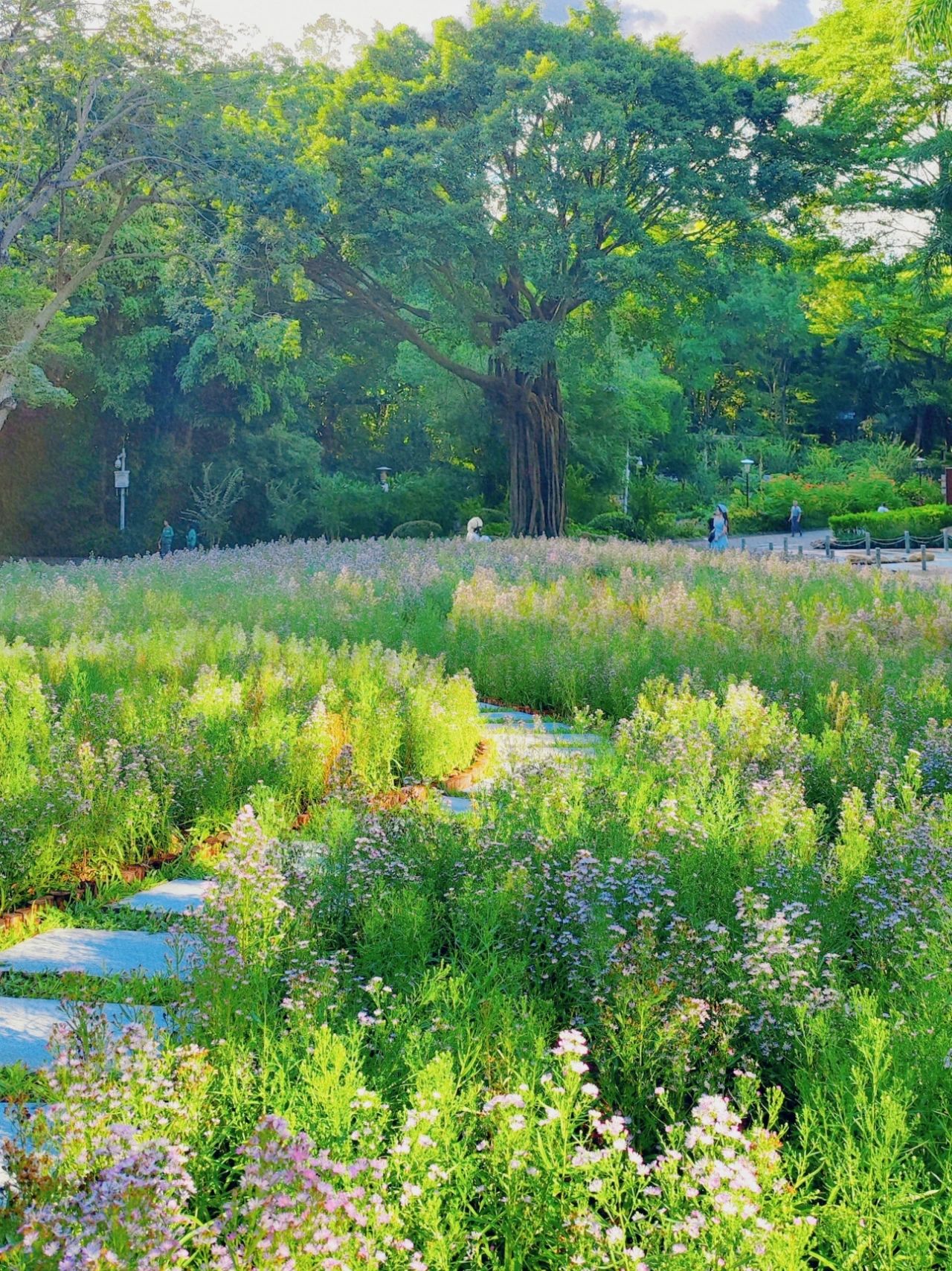 Accidentally intruded into the world of oil paintings in Shenzhen Park, Aster Flower Sea is too beautiful!