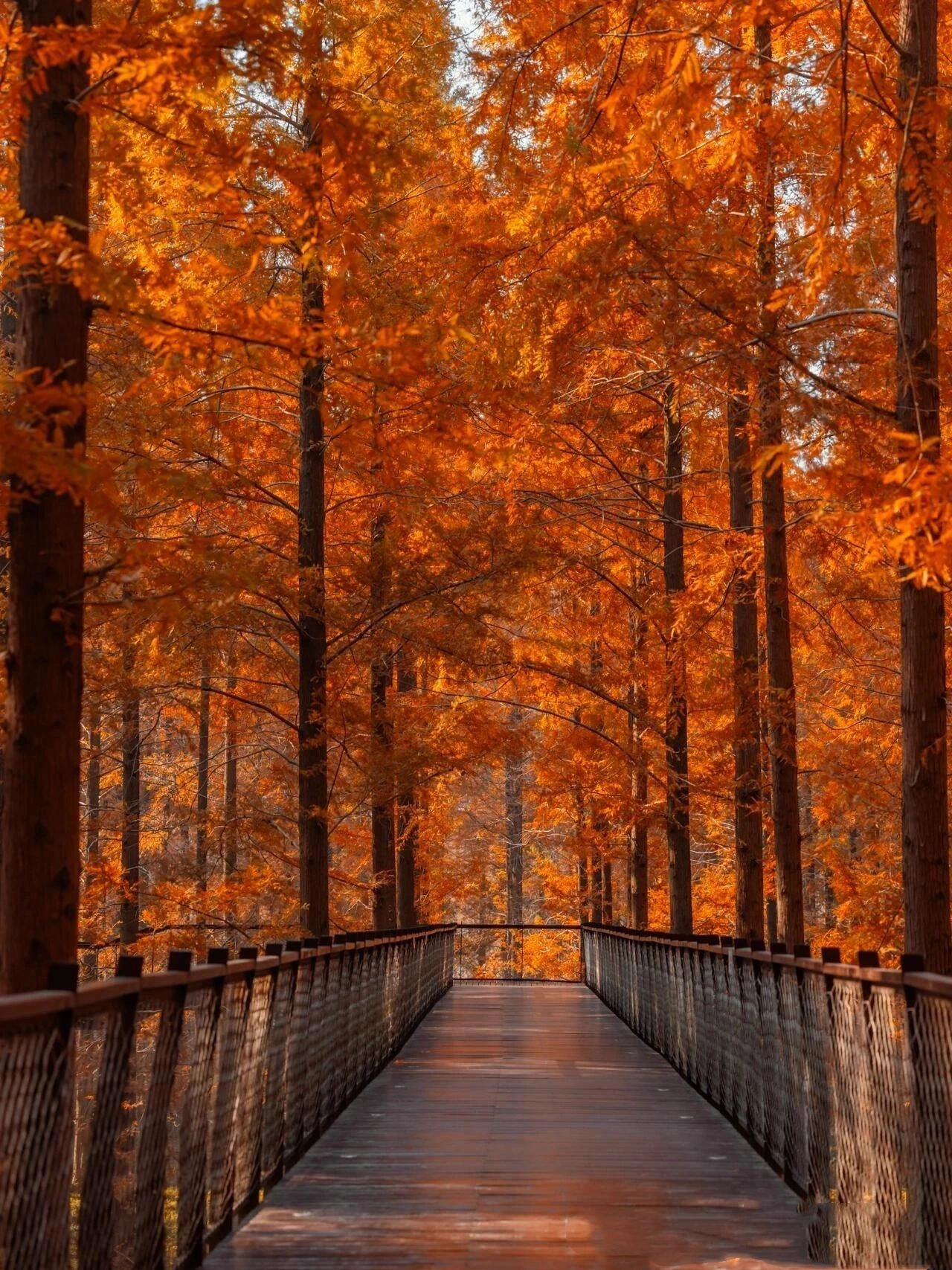 Nanjing Huanghai Forest Park