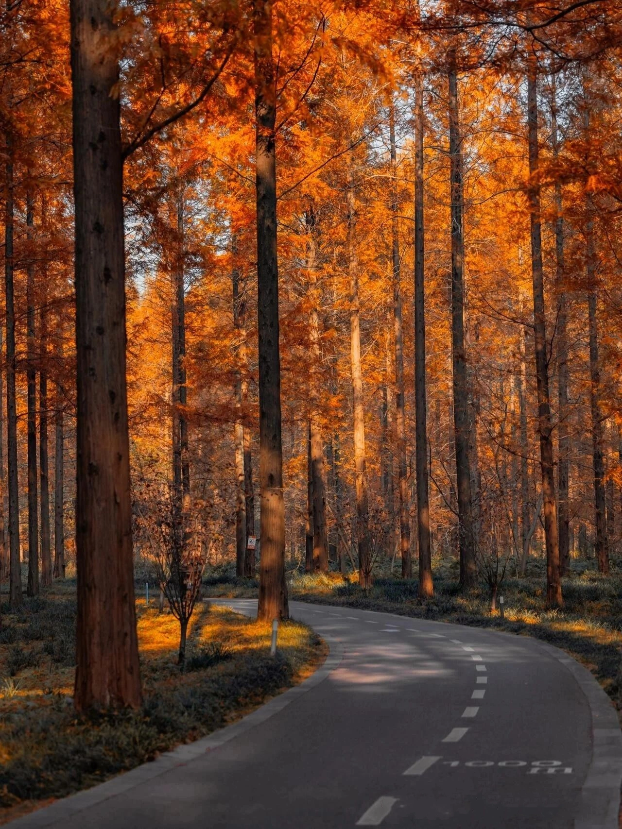 Nanjing Huanghai Forest Park