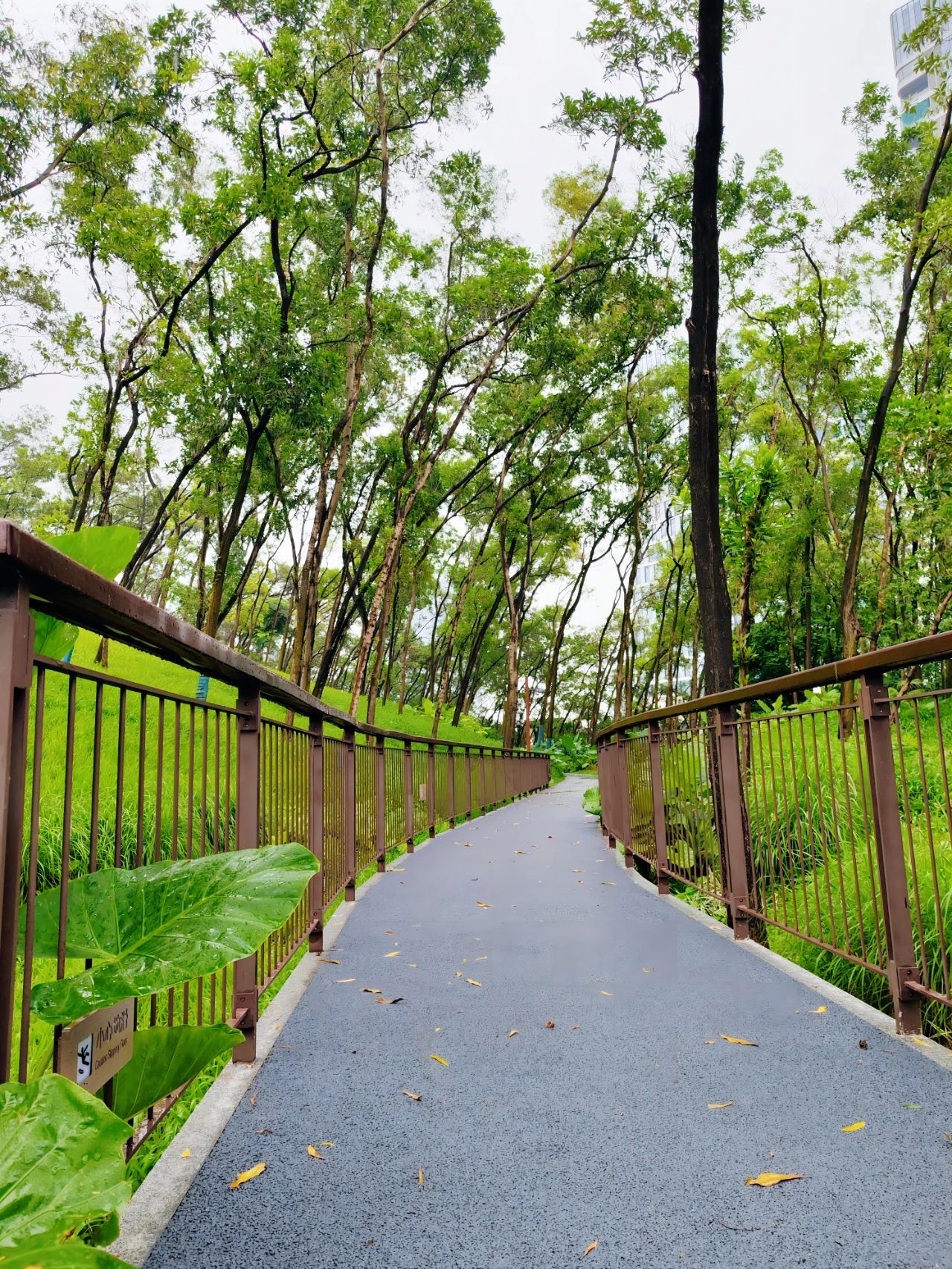 Qiaocheng North Park, the most healing nature park in Shenzhen