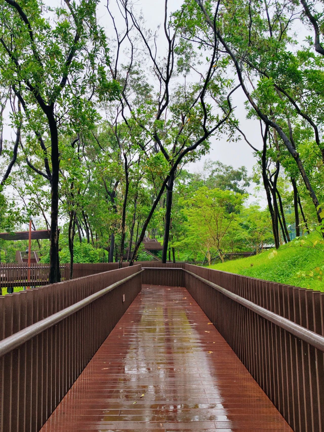 Qiaocheng North Park, the most healing nature park in Shenzhen