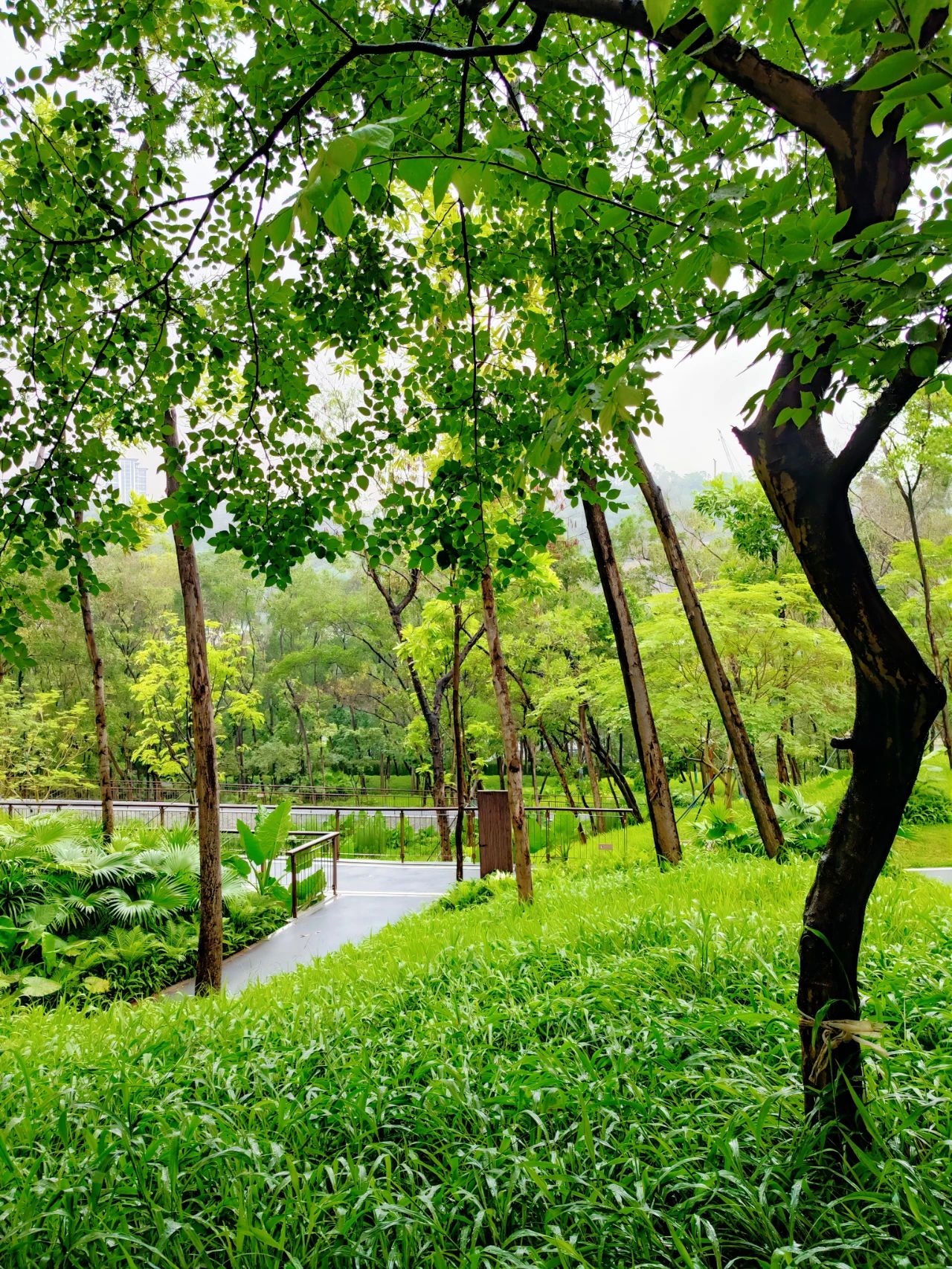 Qiaocheng North Park, the most healing nature park in Shenzhen