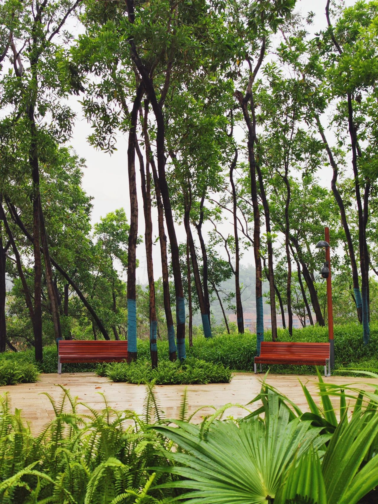 Qiaocheng North Park, the most healing nature park in Shenzhen