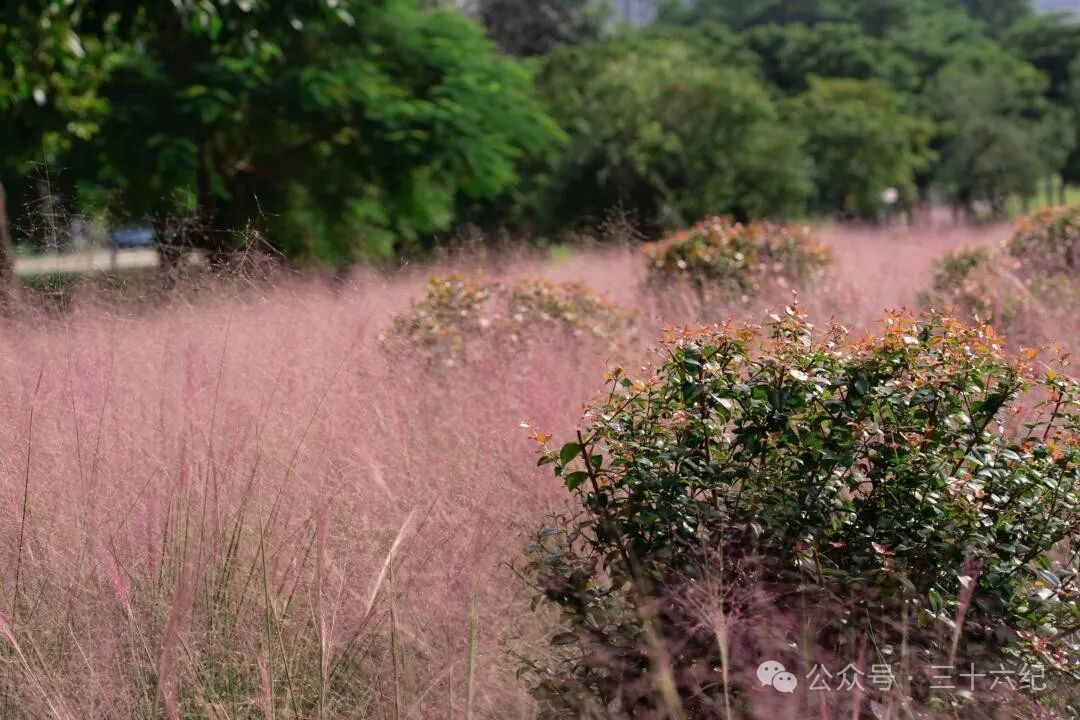 Shenzhen Strange Flowers Park