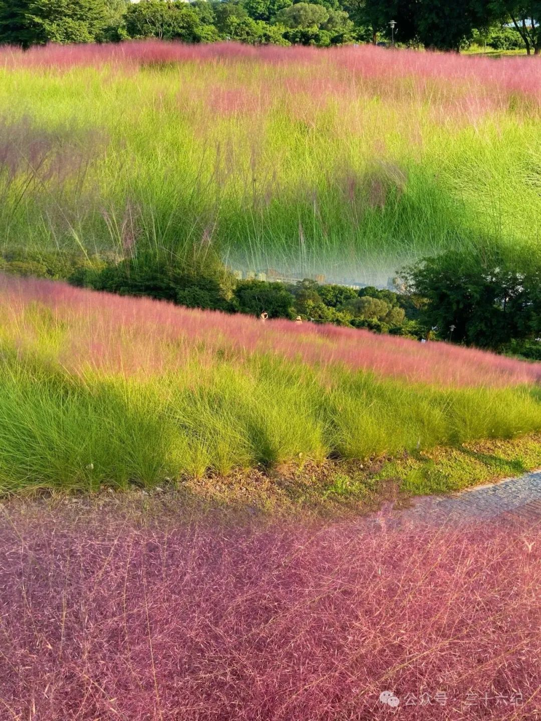 Shenzhen Strange Flowers Park