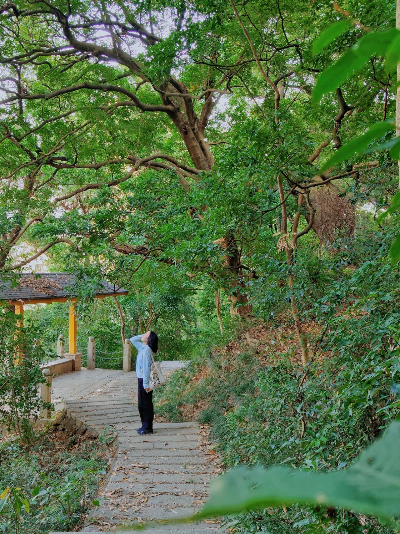 Shenzhen Weiling Park, niche original hiking trails