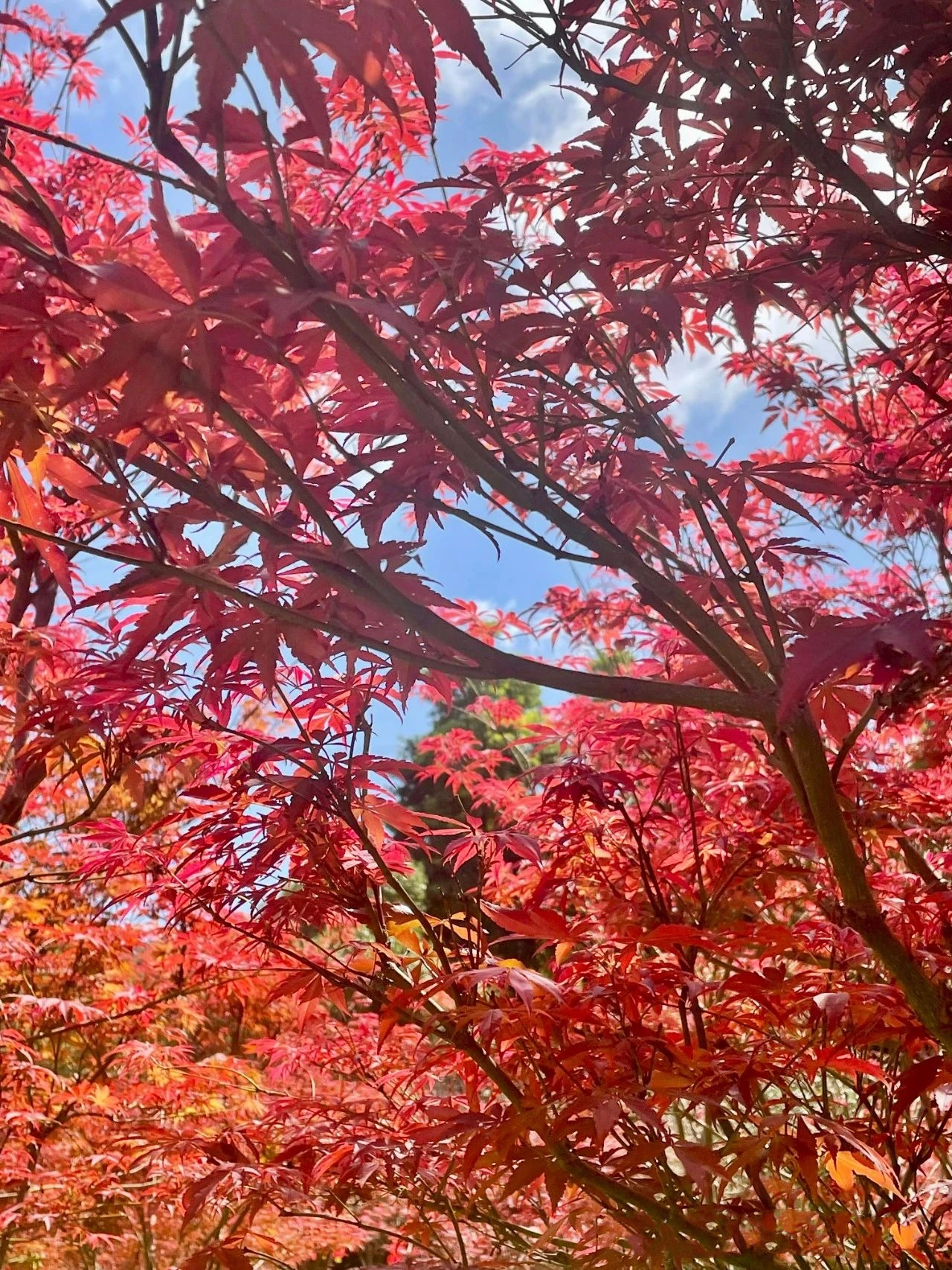 You don't have to wait for late fall, you can already see maple leaves in Guangzhou!