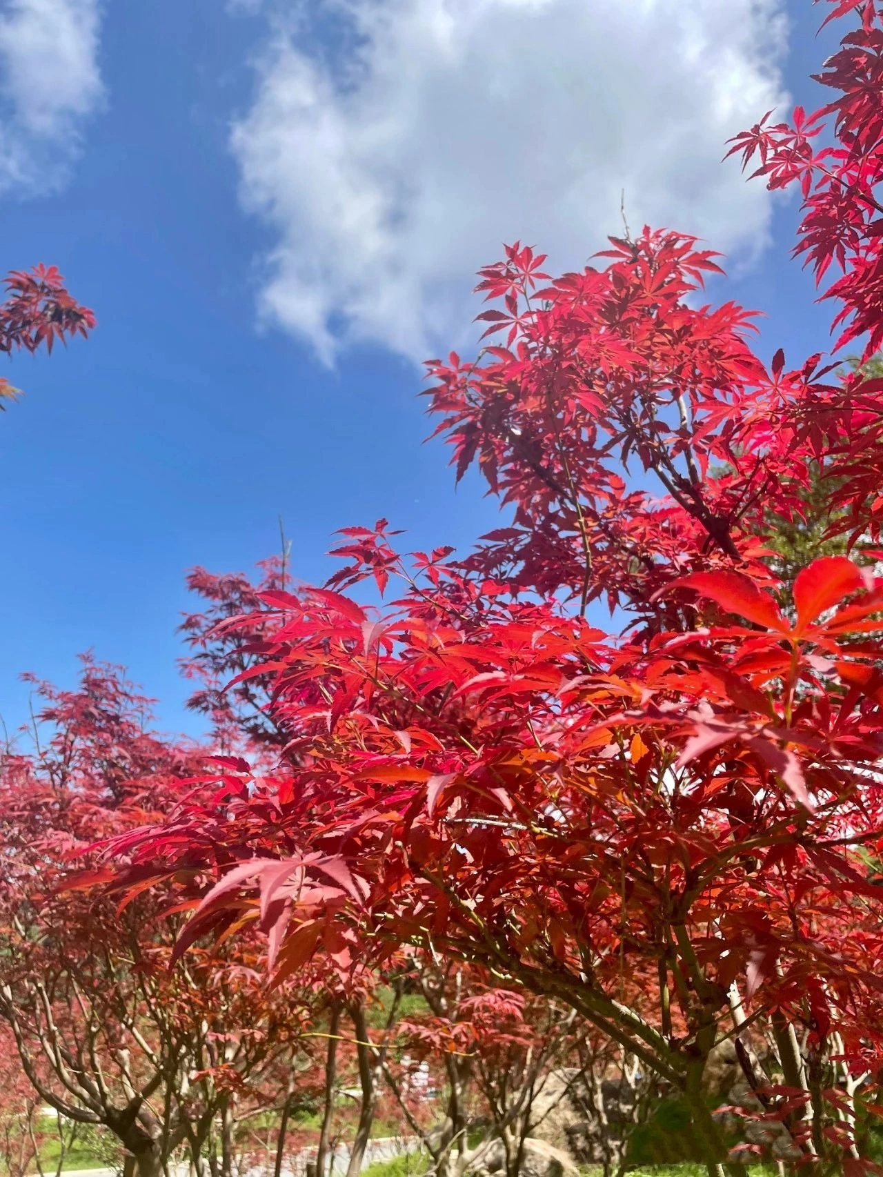 you can already see maple leaves in Guangzhou