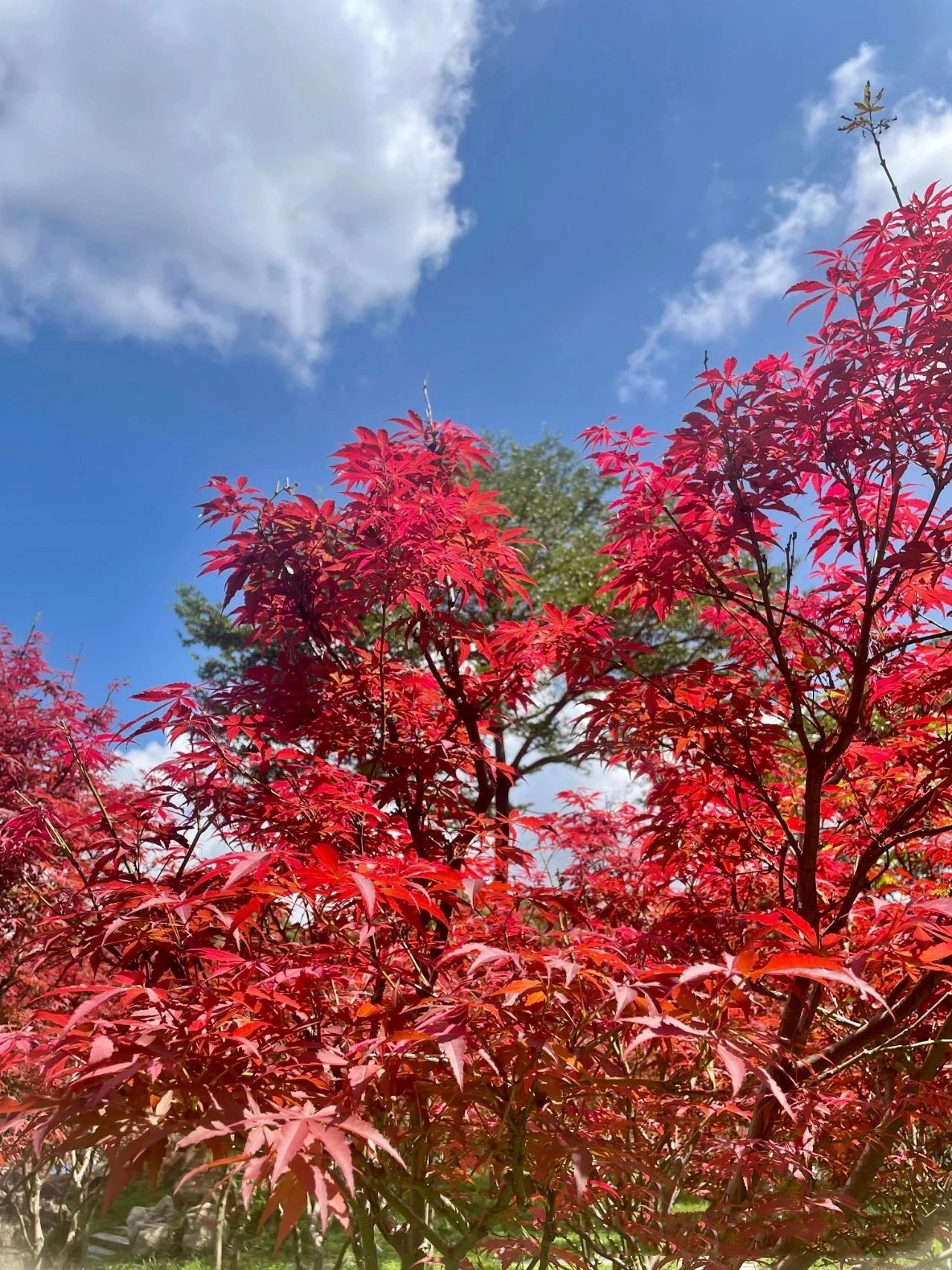 you can already see maple leaves in Guangzhou