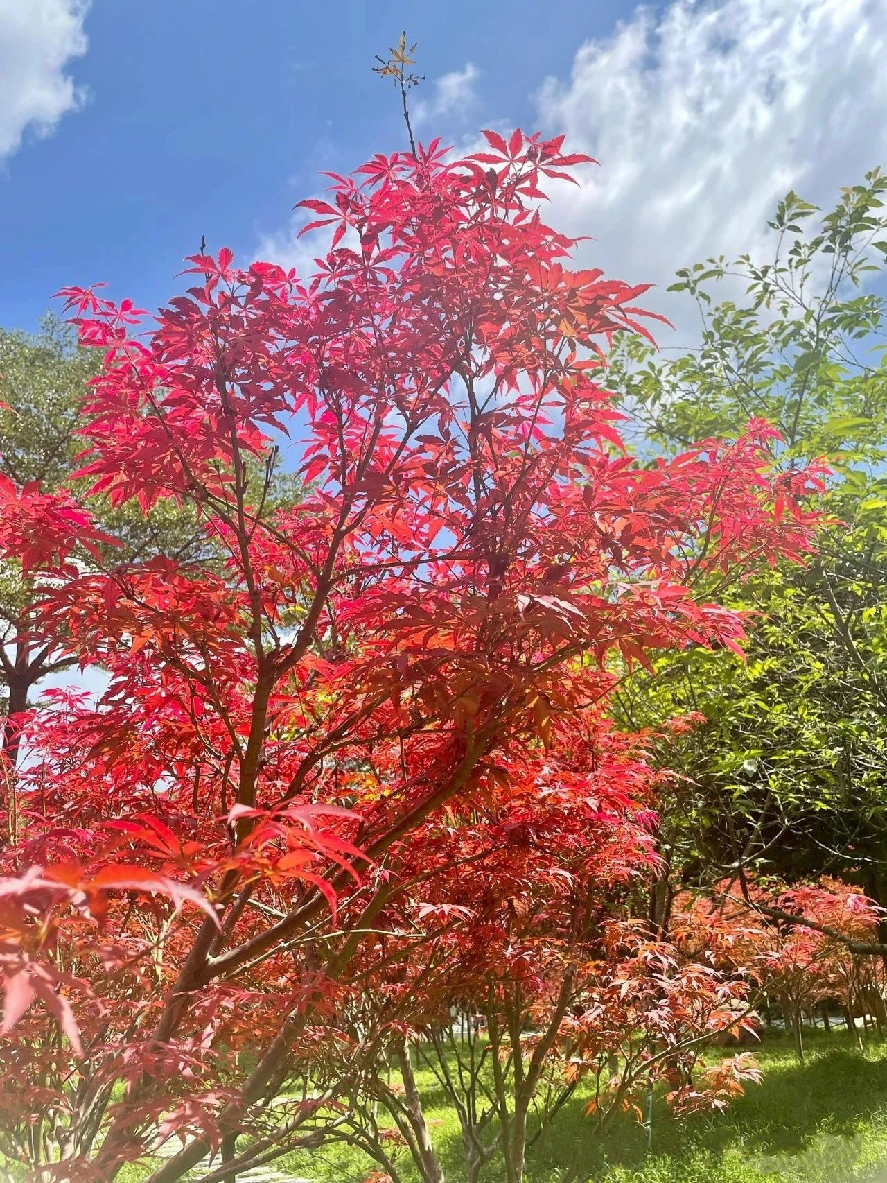 you can already see maple leaves in Guangzhou