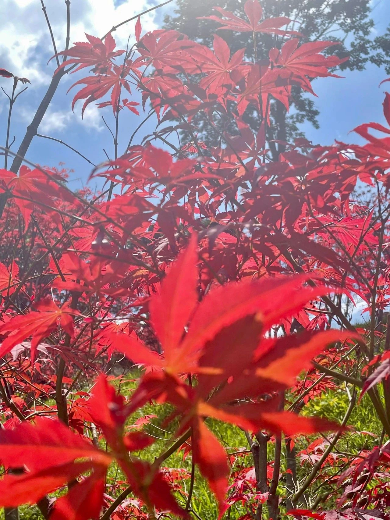 you can already see maple leaves in Guangzhou