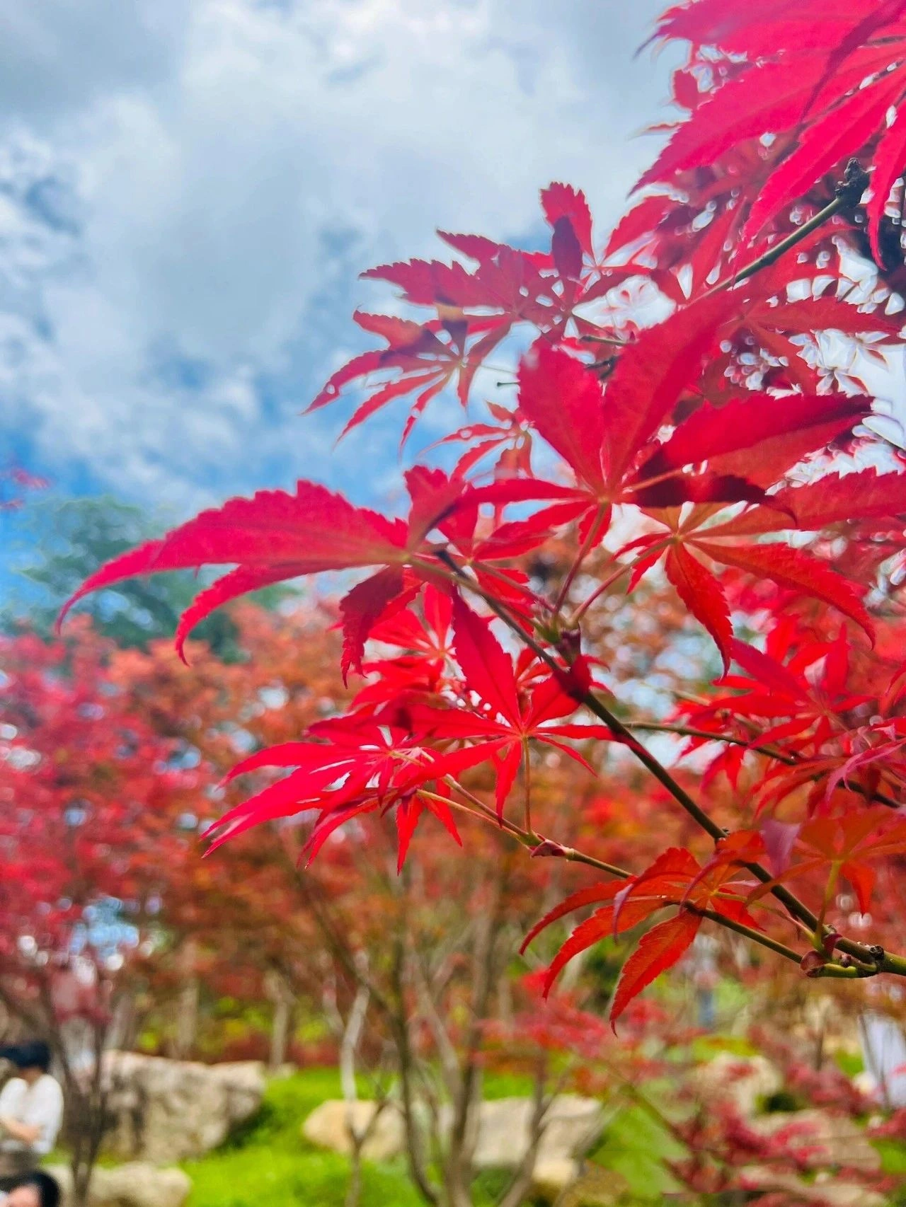 you can already see maple leaves in Guangzhou