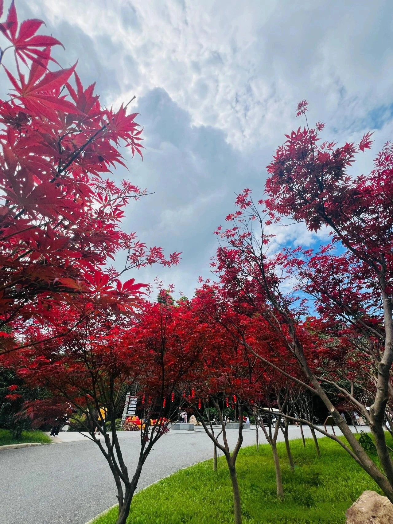 you can already see maple leaves in Guangzhou