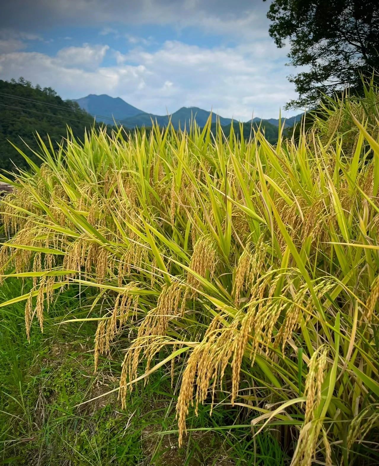 Baiyuan Village, an ancient village for stress relief and healing