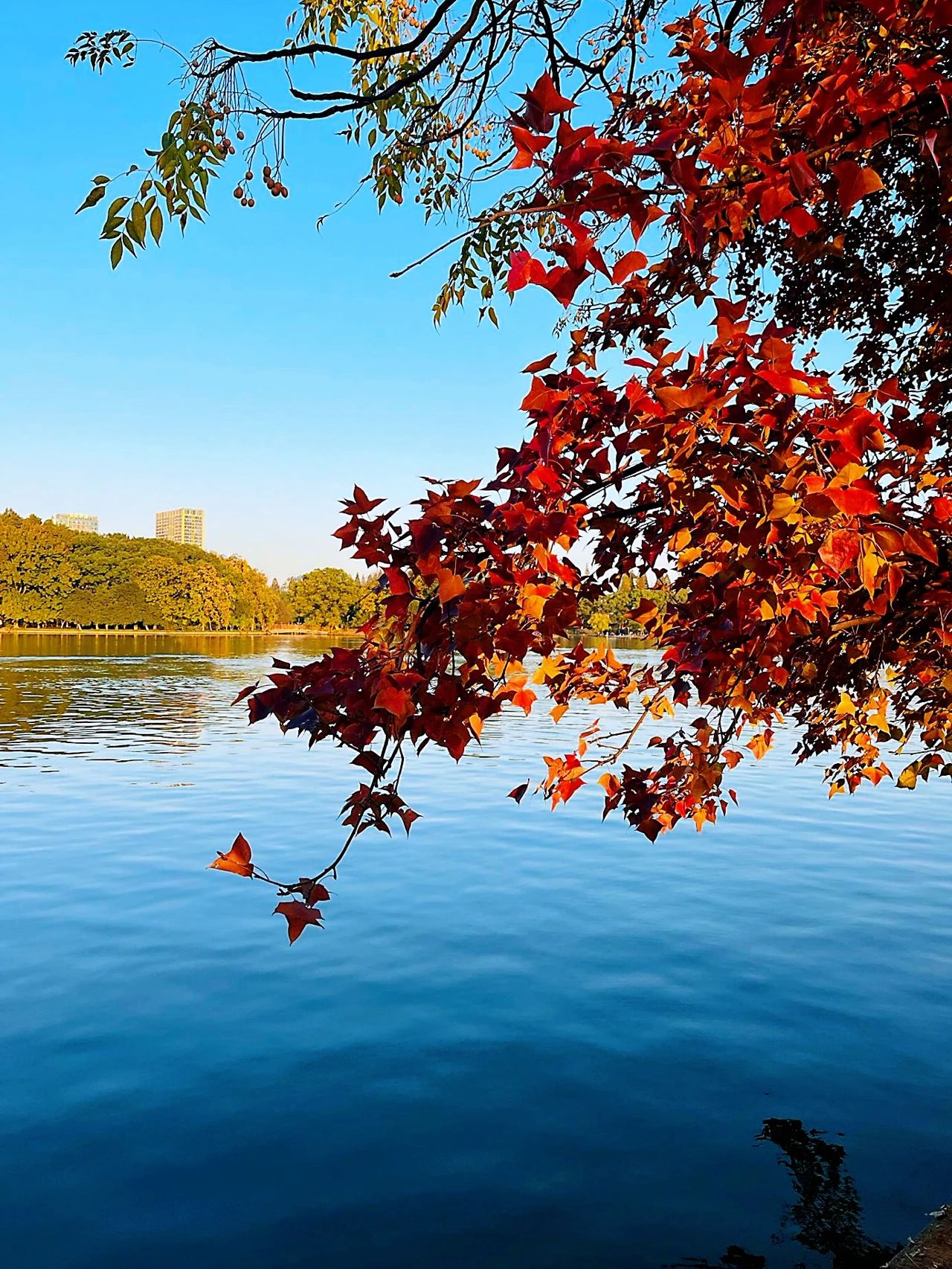 National Day must go! Changsha's Fairyland Park is a beautiful and stunning place to visit.