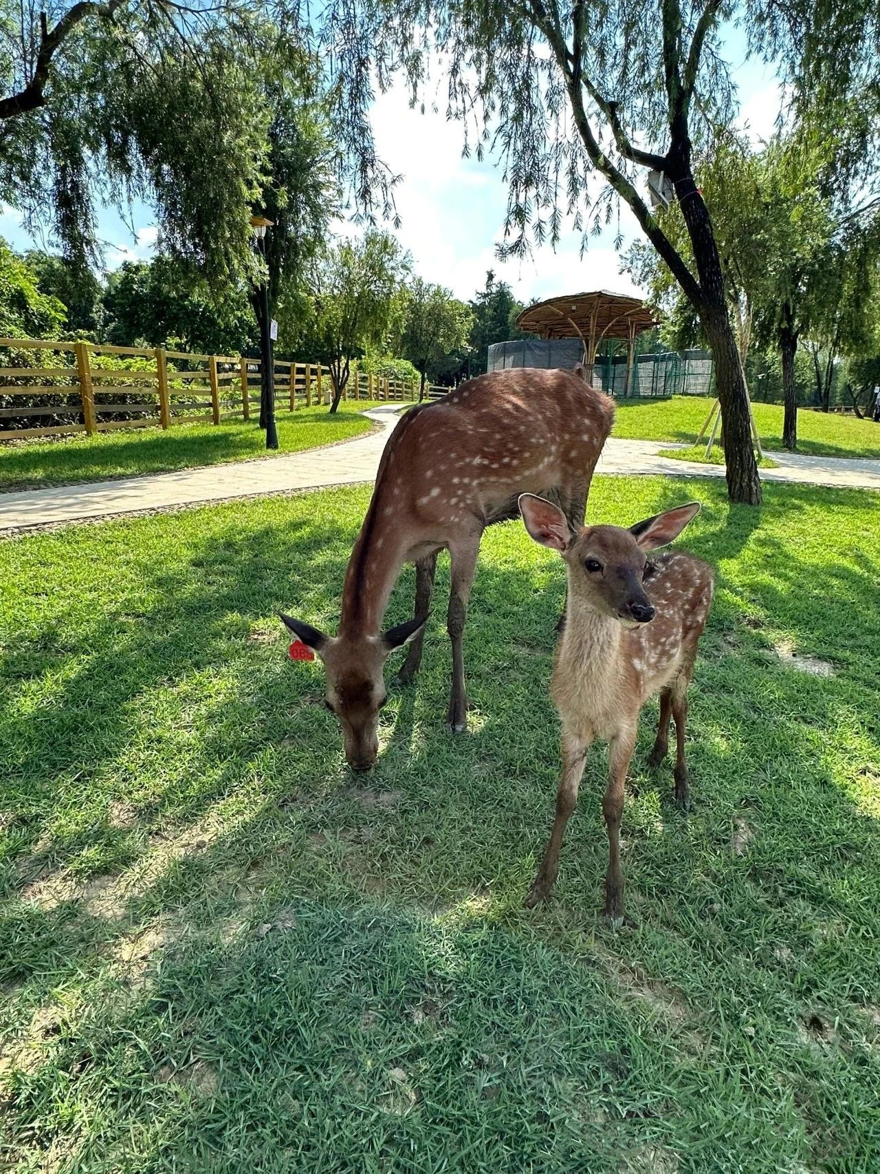 No need to go to Nara! In Foshan! Free deer and squirrels!