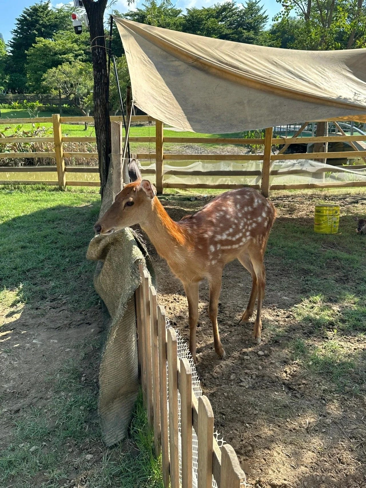 Foshan New Town Riverside Wetland Park, Free deer and squirrels!