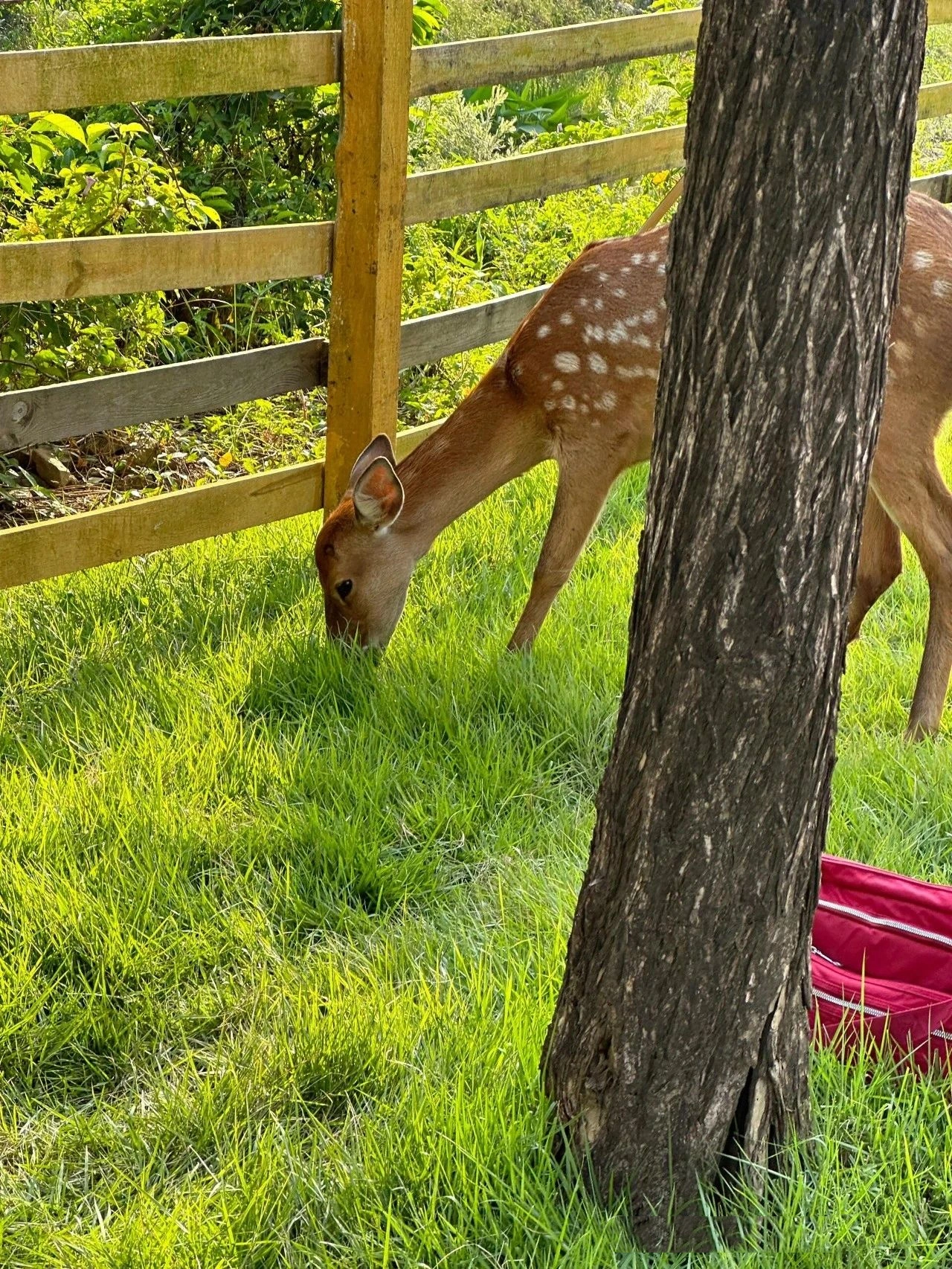 Foshan New Town Riverside Wetland Park, Free deer and squirrels!