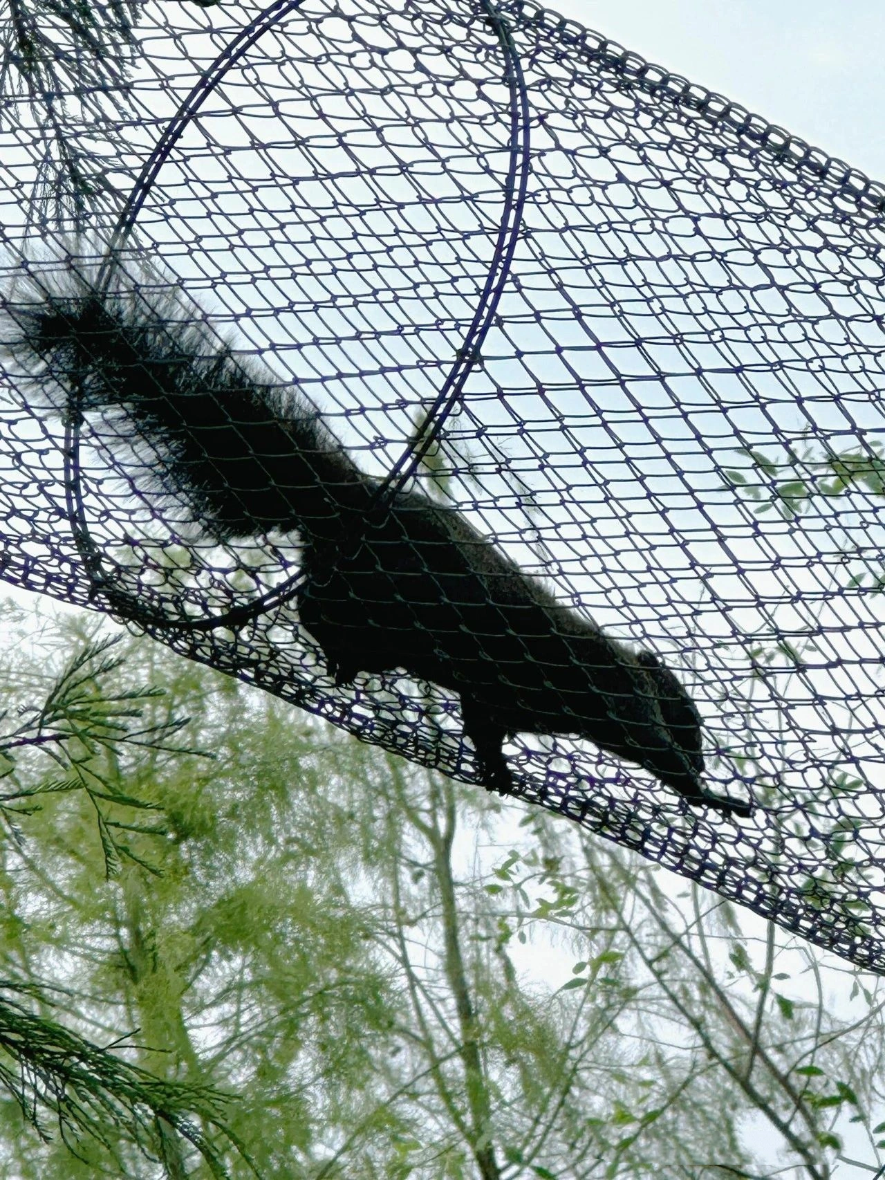 Foshan New Town Riverside Wetland Park, Free deer and squirrels!