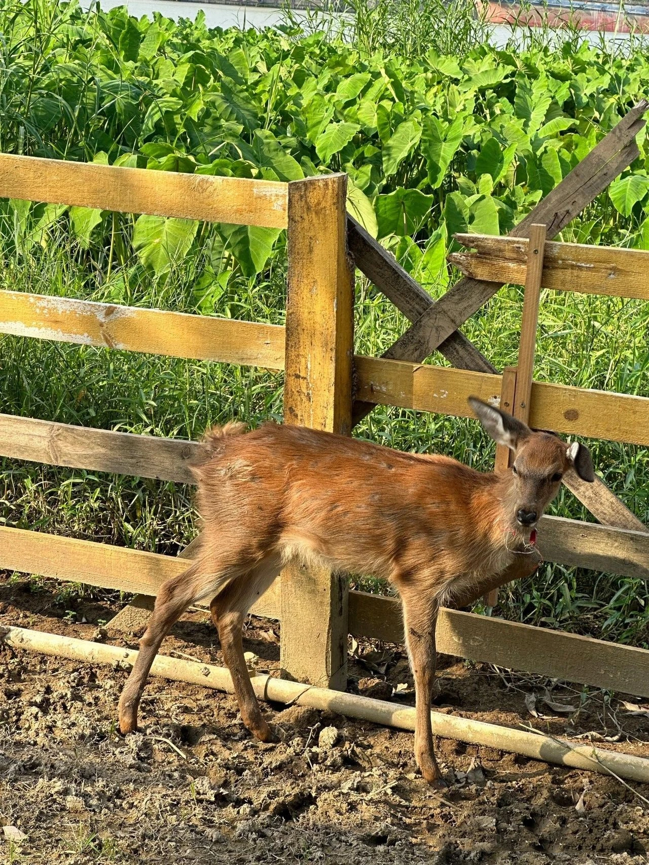 Foshan New Town Riverside Wetland Park, Free deer and squirrels!