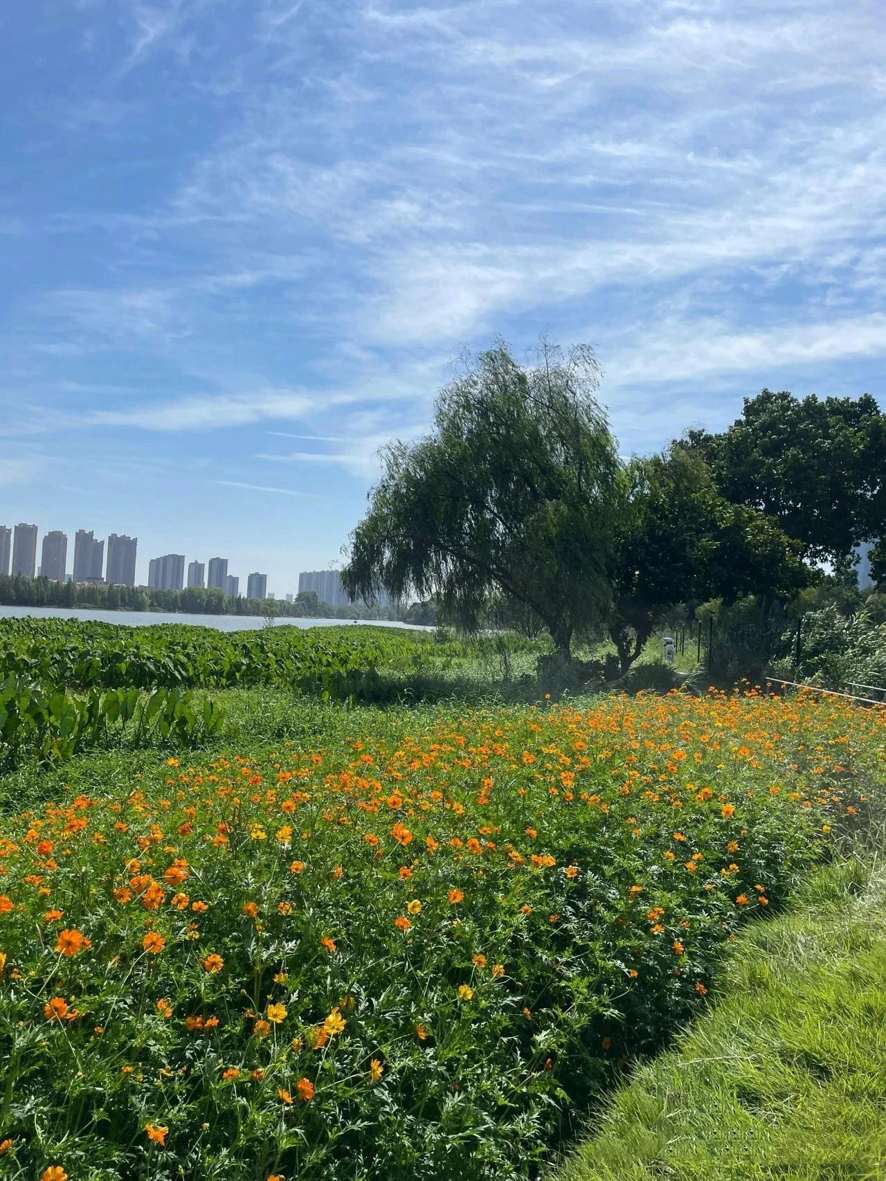 Foshan New Town Riverside Wetland Park, Free deer and squirrels!