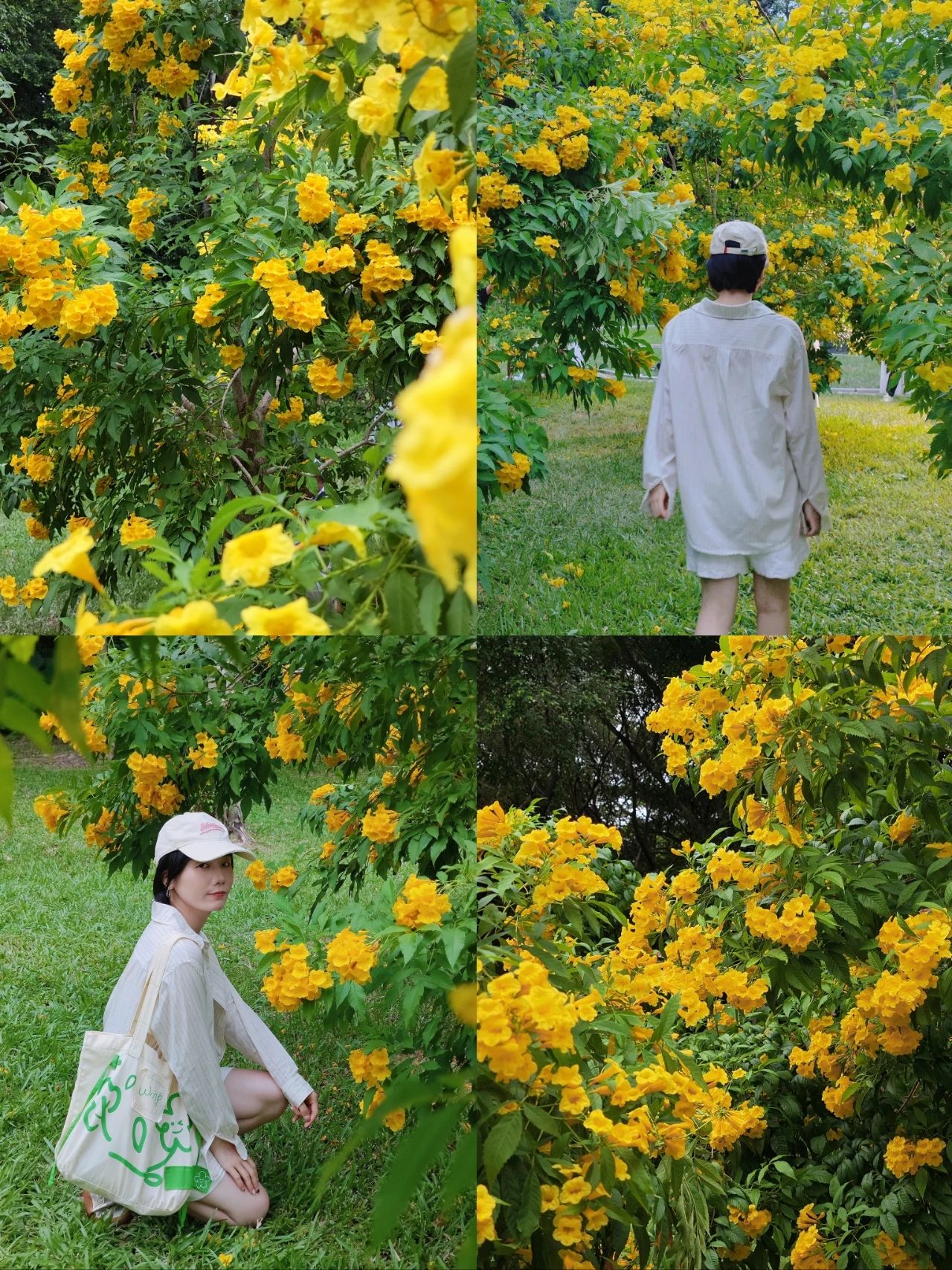 Shenzhen Garden Expo Park yellow bell flowers bloom well, the beauty of the loss of words