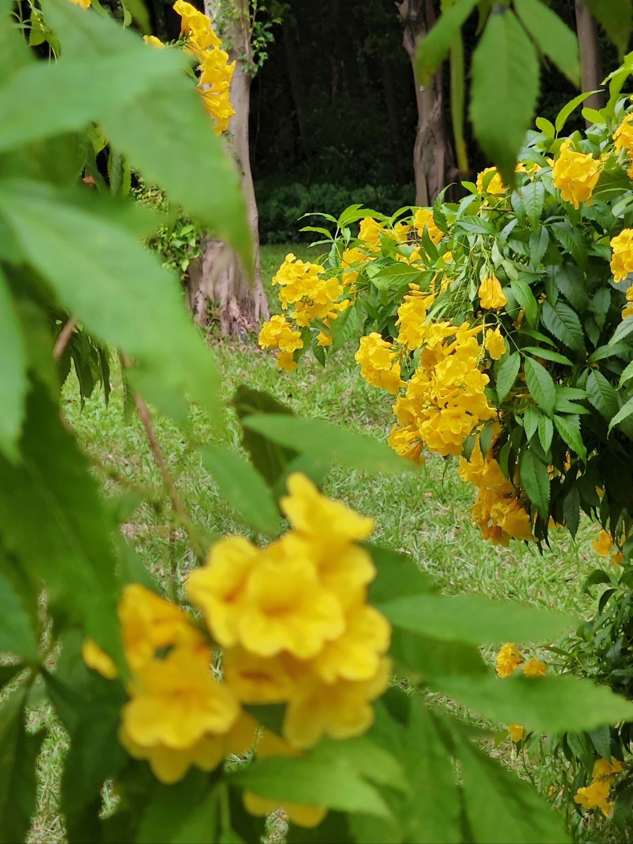 Shenzhen Garden Expo Park yellow bell flowers bloom well