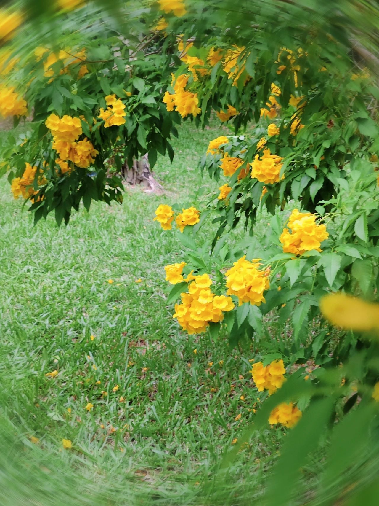 Shenzhen Garden Expo Park yellow bell flowers bloom well