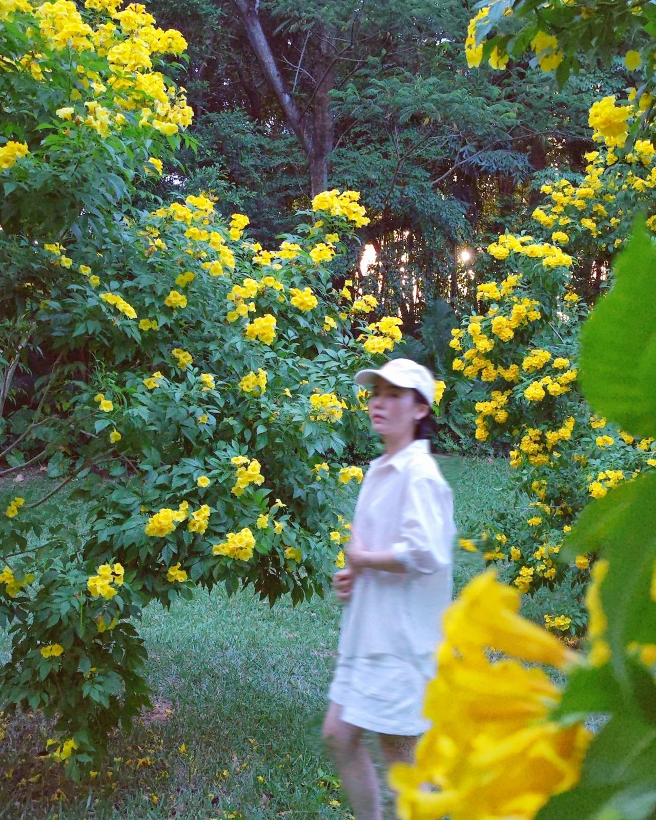 Shenzhen Garden Expo Park yellow bell flowers bloom well