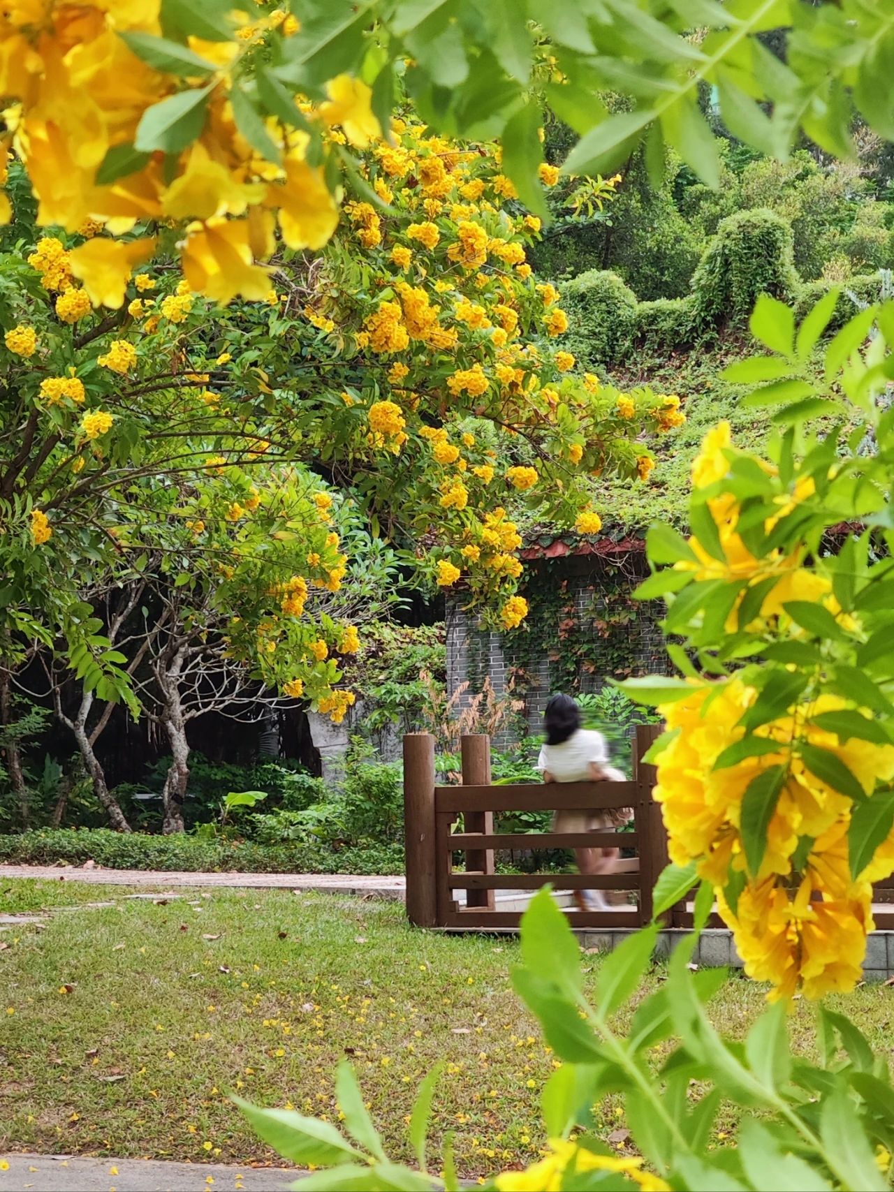 Shenzhen Garden Expo Park yellow bell flowers bloom well