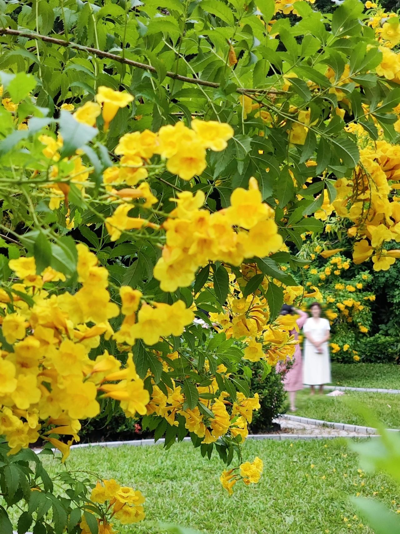 Shenzhen Garden Expo Park yellow bell flowers bloom well