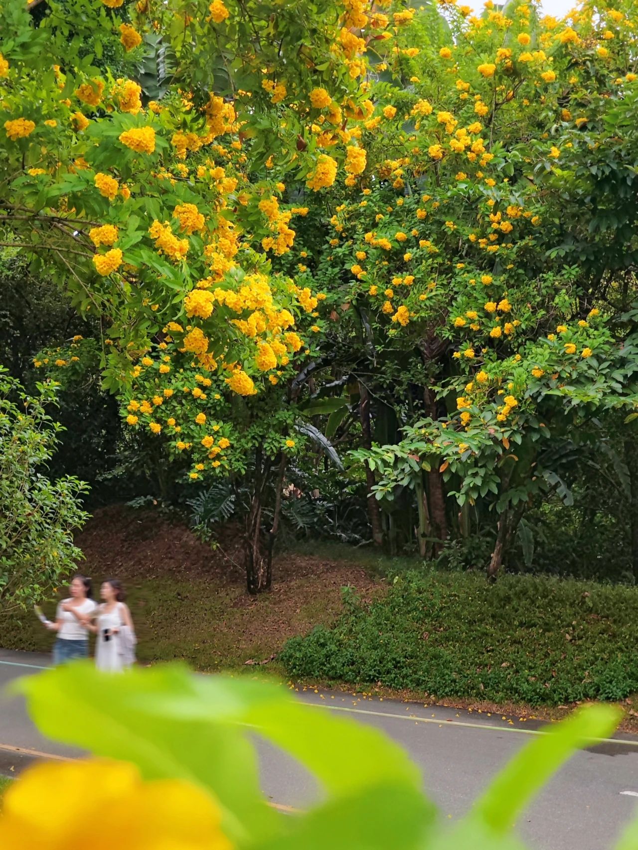 Shenzhen Garden Expo Park yellow bell flowers bloom well