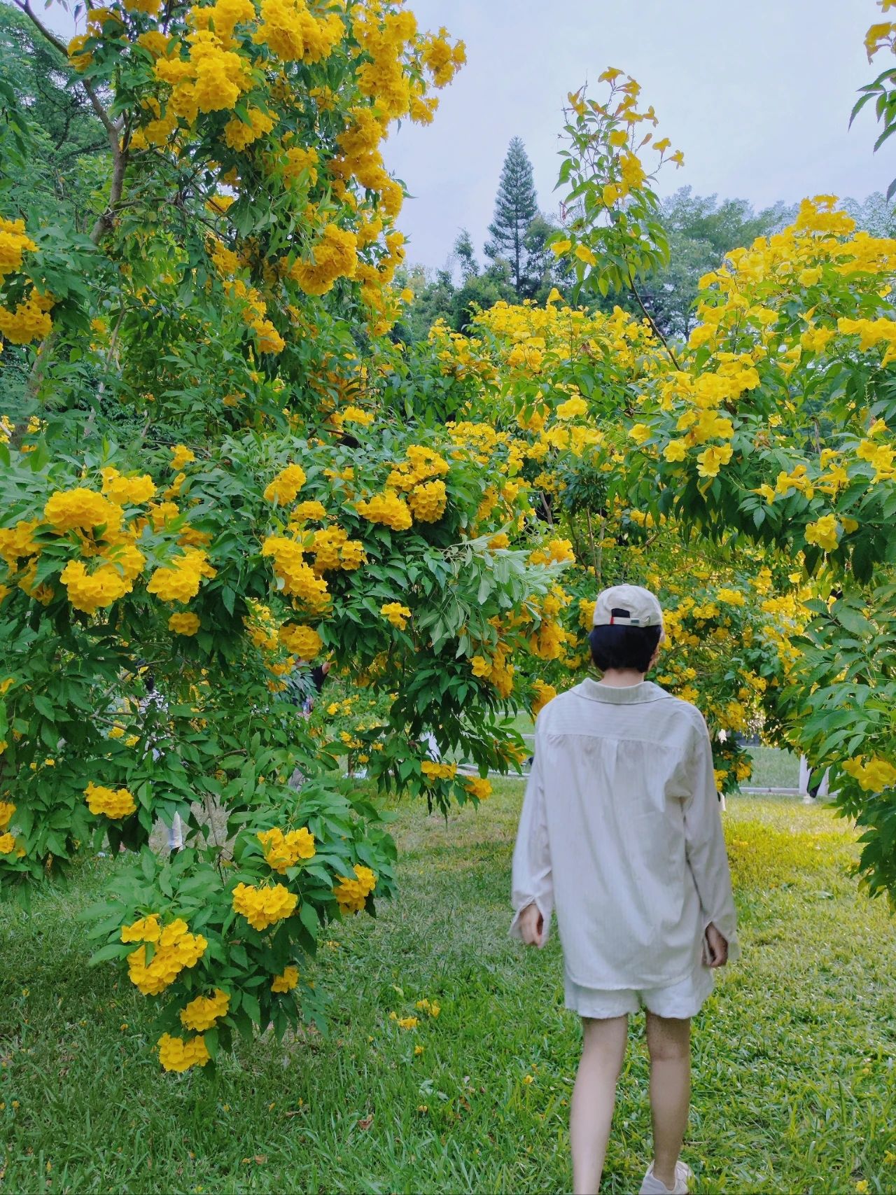 Shenzhen Garden Expo Park yellow bell flowers bloom well