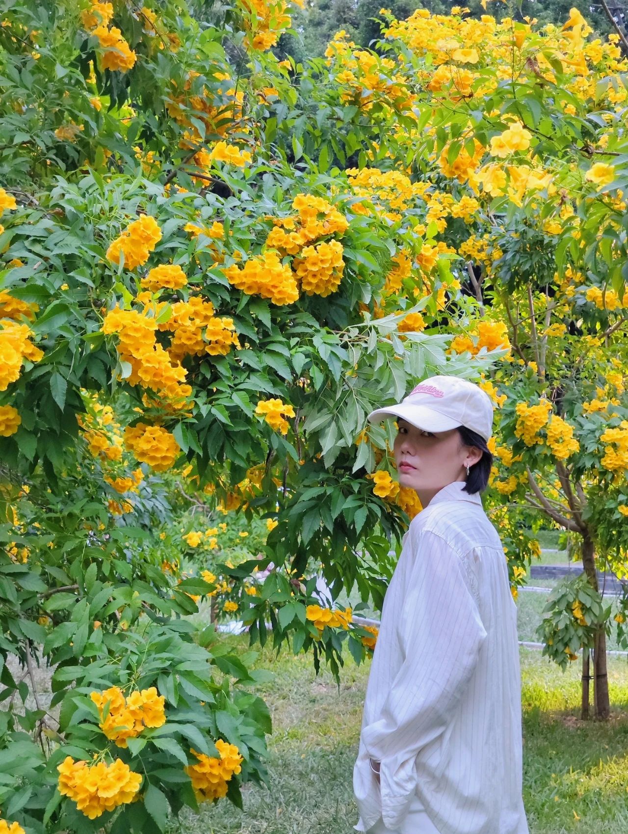 Shenzhen Garden Expo Park yellow bell flowers bloom well