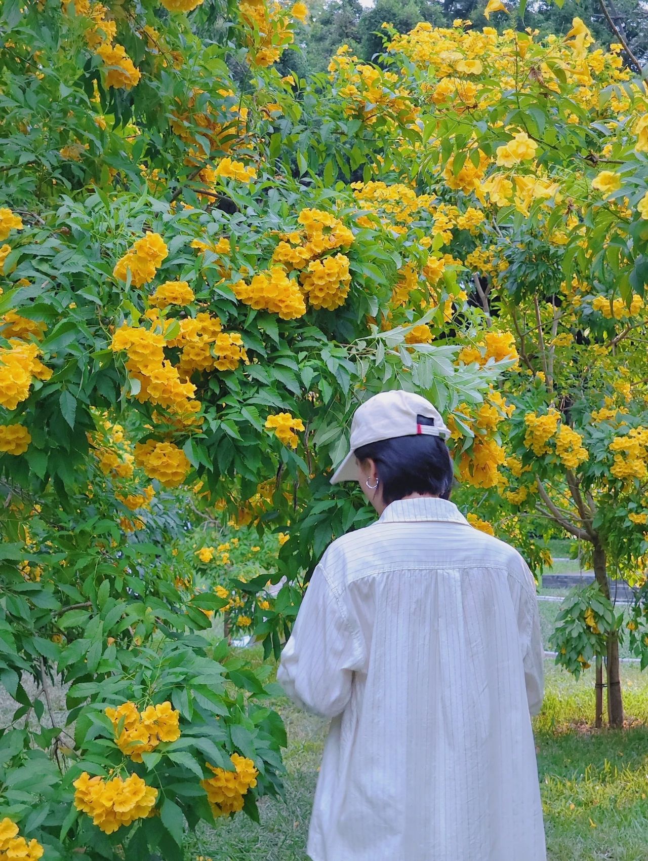 Shenzhen Garden Expo Park yellow bell flowers bloom well