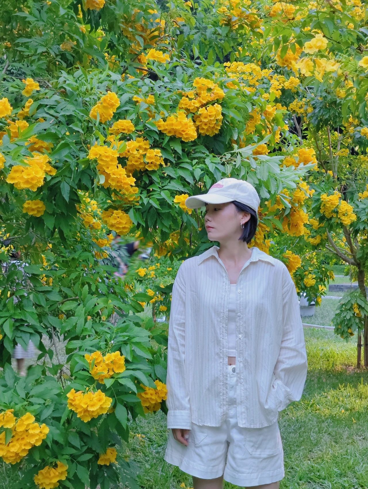 Shenzhen Garden Expo Park yellow bell flowers bloom well