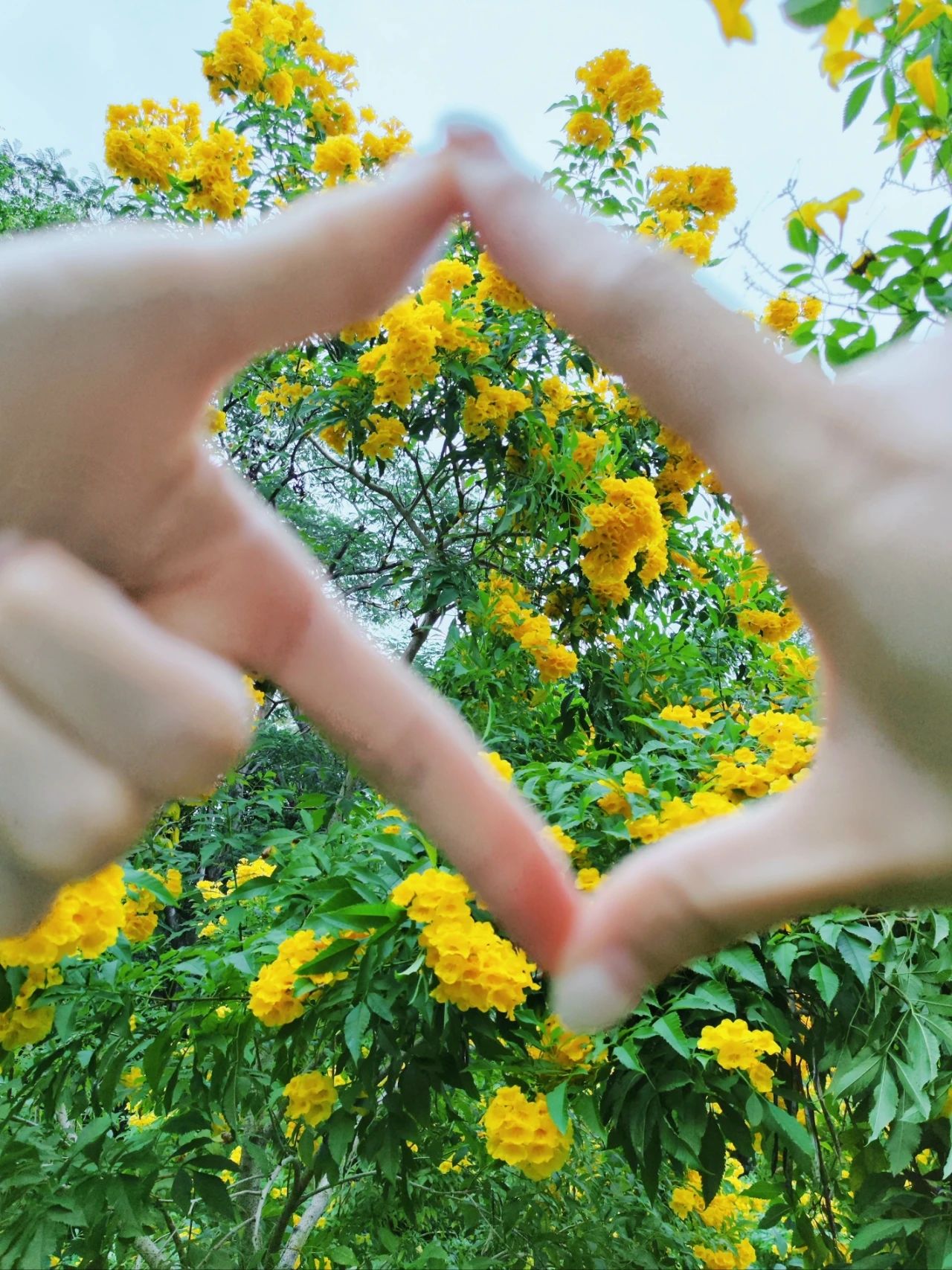 Shenzhen Garden Expo Park yellow bell flowers bloom well