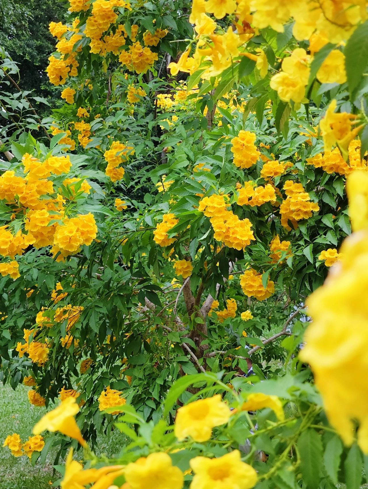 Shenzhen Garden Expo Park yellow bell flowers bloom well