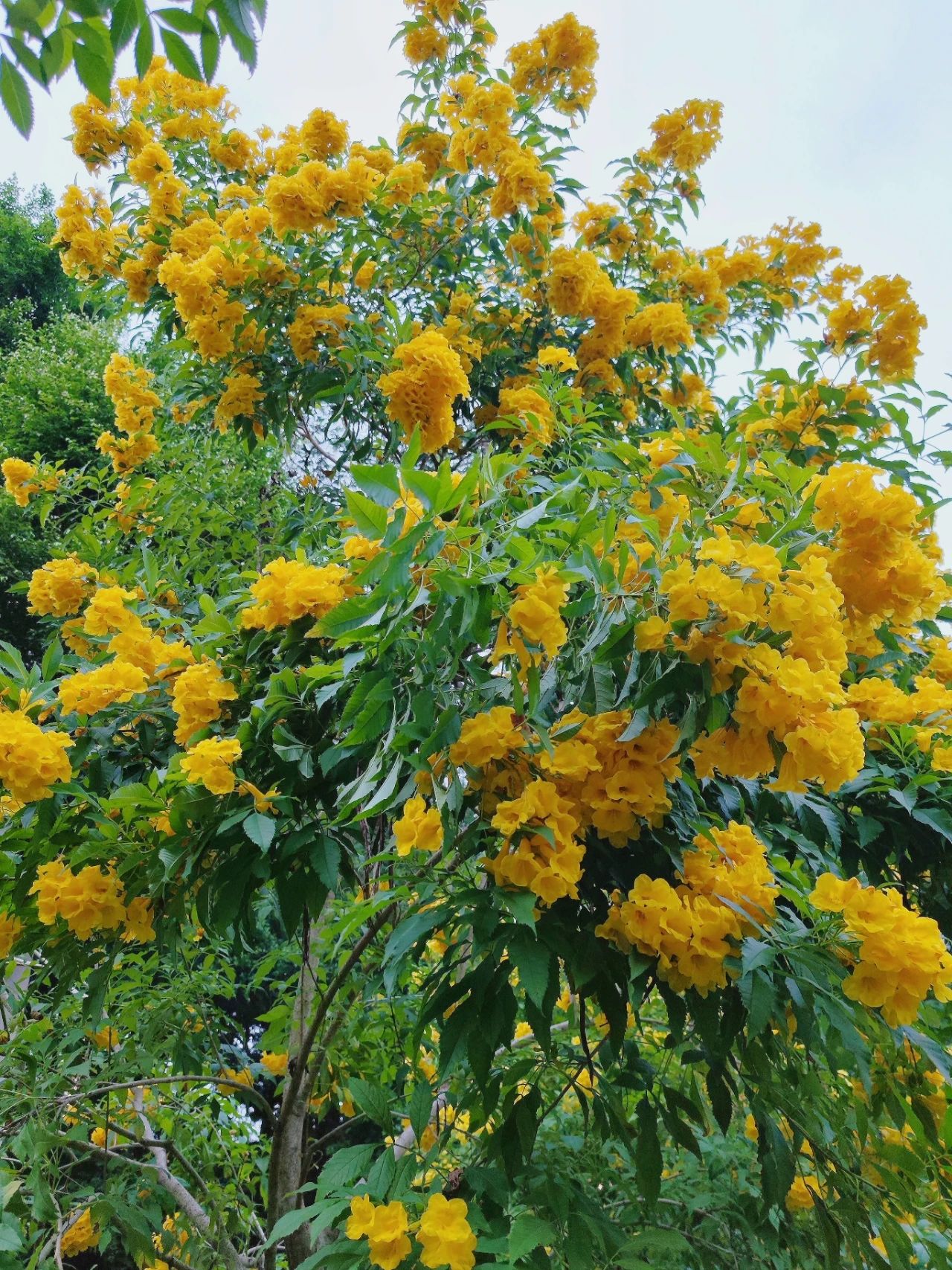 Shenzhen Garden Expo Park yellow bell flowers bloom well