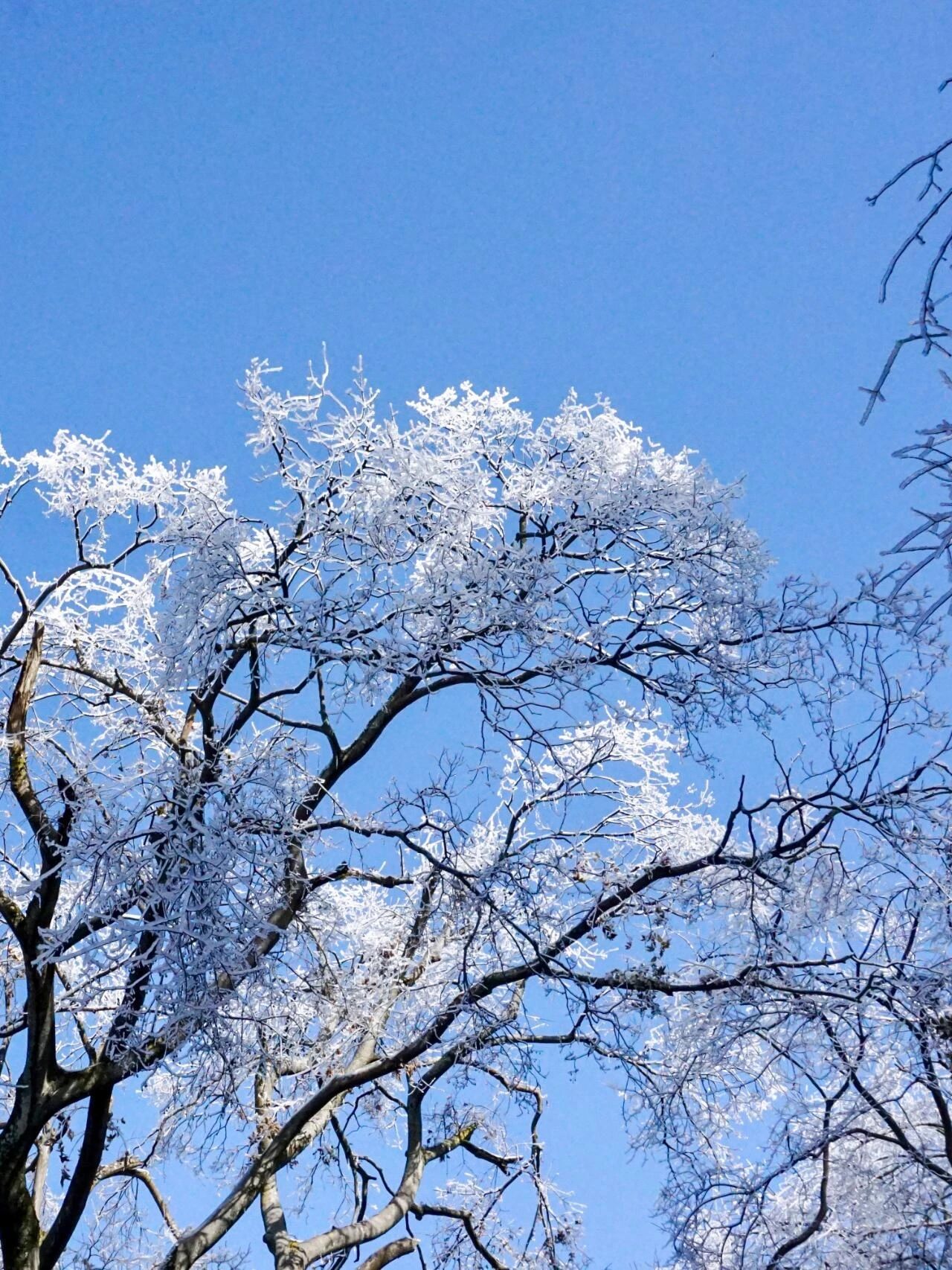 Lushan freezing fog and snow