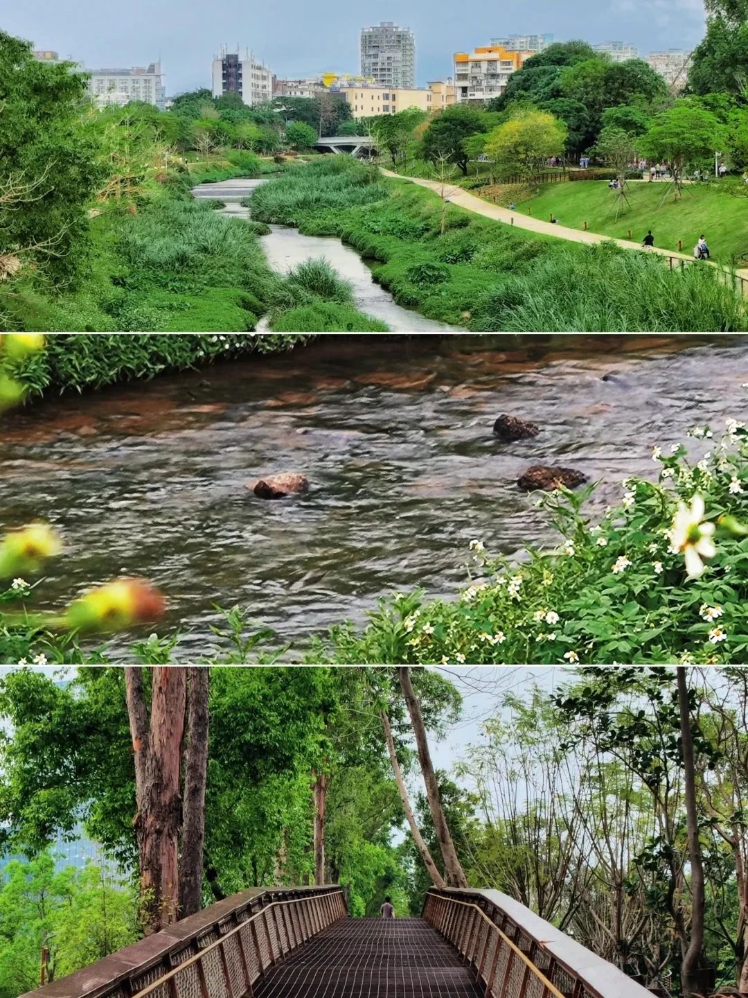 Shenzhen｜Hidden in the downtown healing forest, hiking and biking good place 🍃