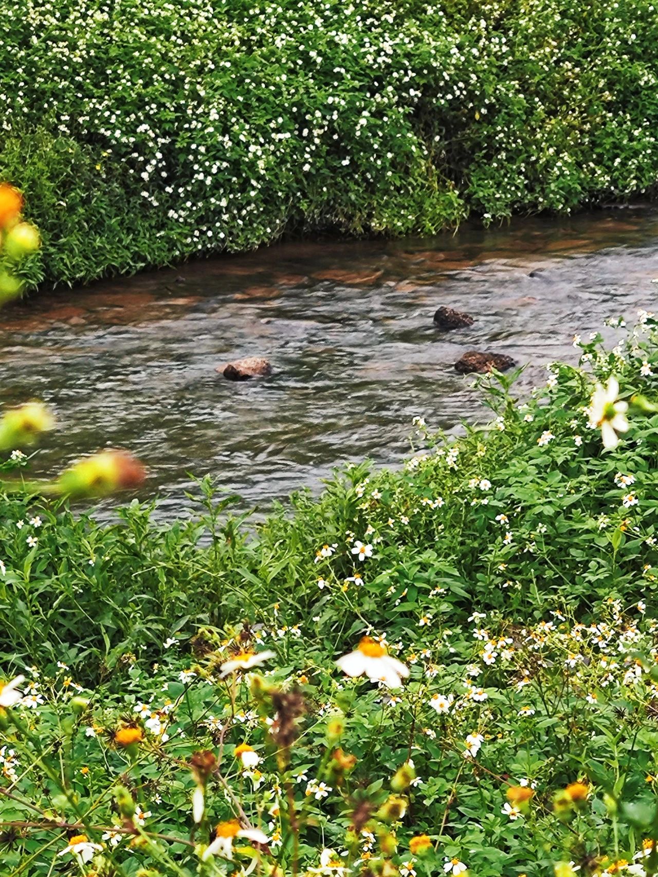 Dasha River Ecological Corridor