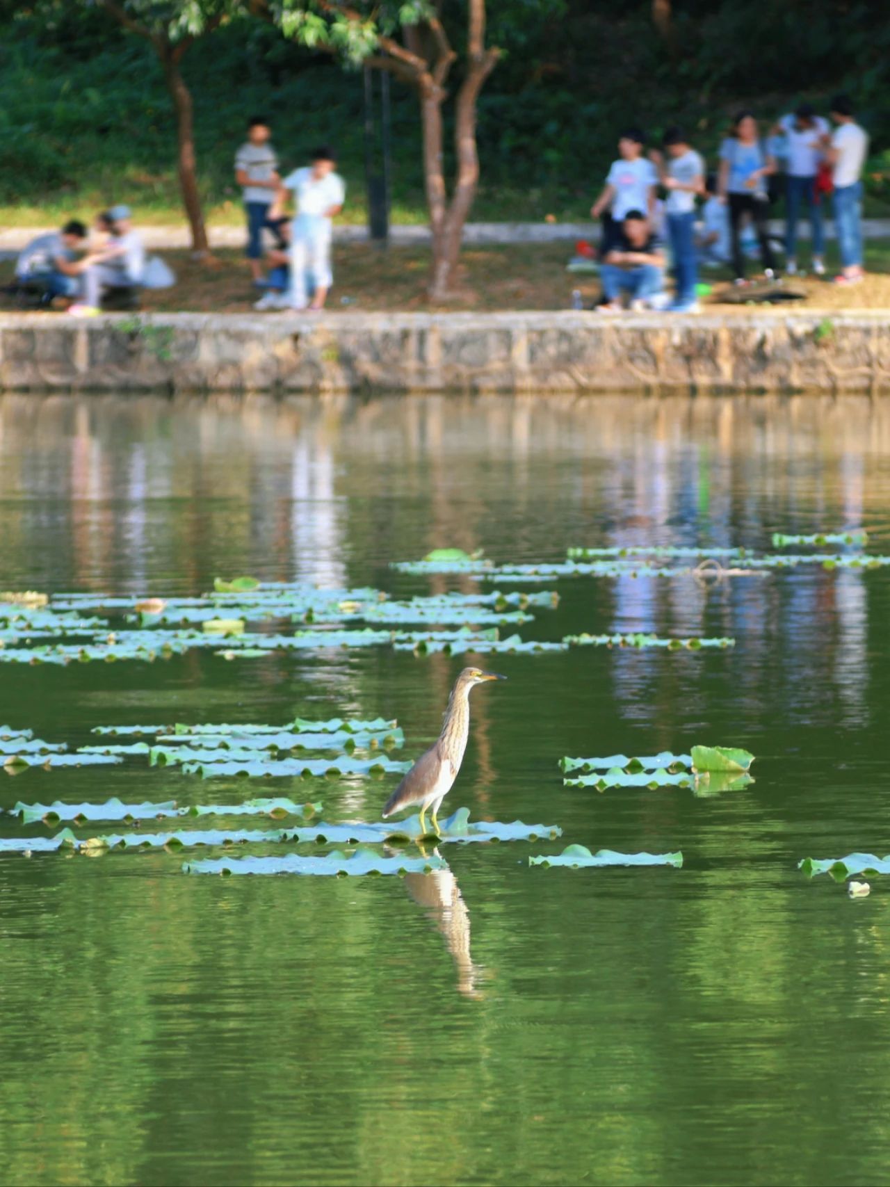 Shenzhen Treasure photo place! Lotus Lake hidden in the city