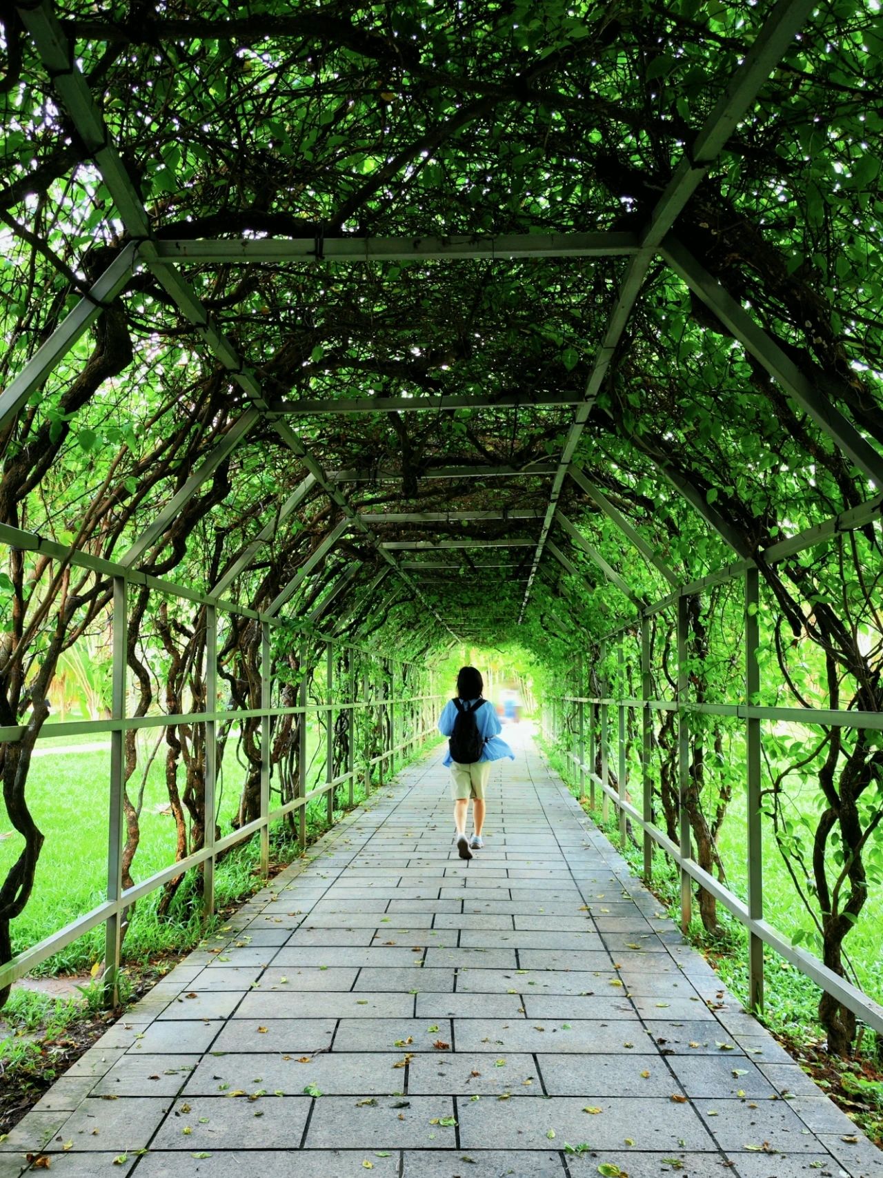 Shenzhen Treasure photo place! Lotus Lake hidden in the city